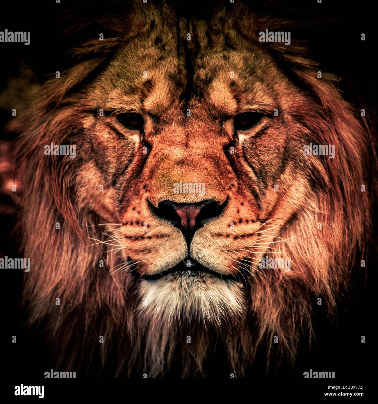 Adult lion in the dark. Portrait of big dangerous african animal. Low key effect. Stock Photo