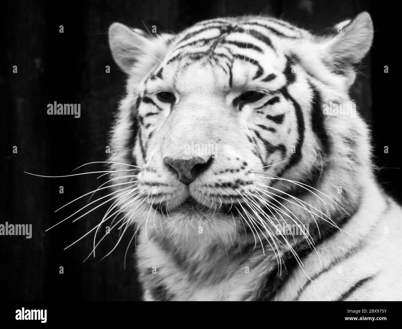 White tiger Black and White Stock Photos & Images - Alamy