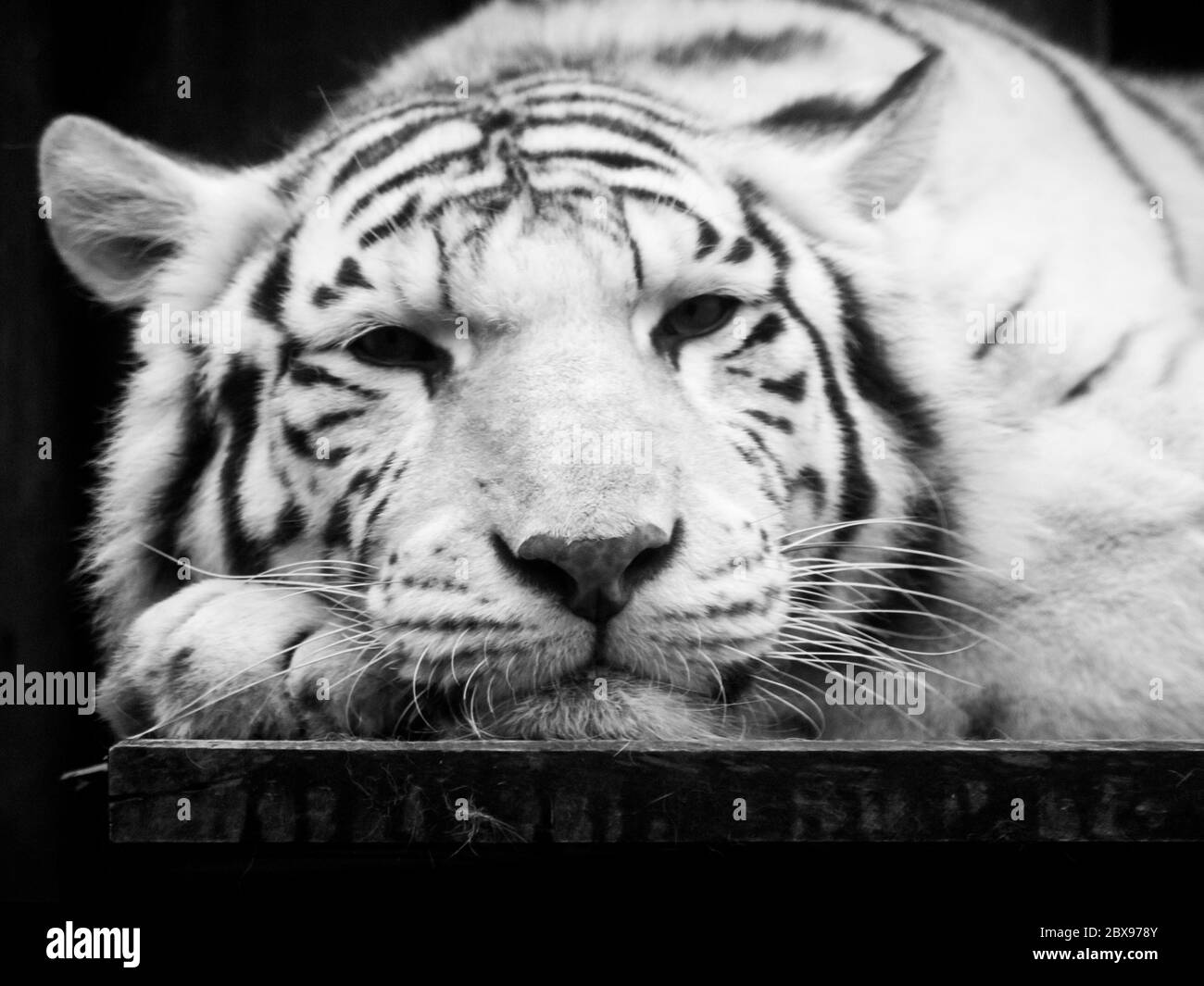 Cute and lazy white tiger lying on the desk on its paw. Wild animal portrait. Black and white image. Stock Photo