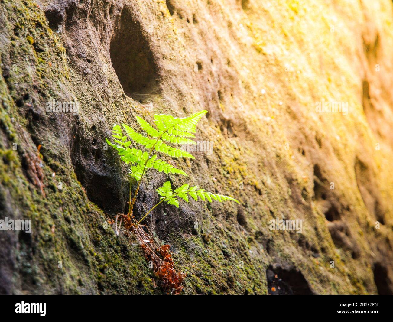 Small green bracken in sandstone wall. Natural detail. Stock Photo