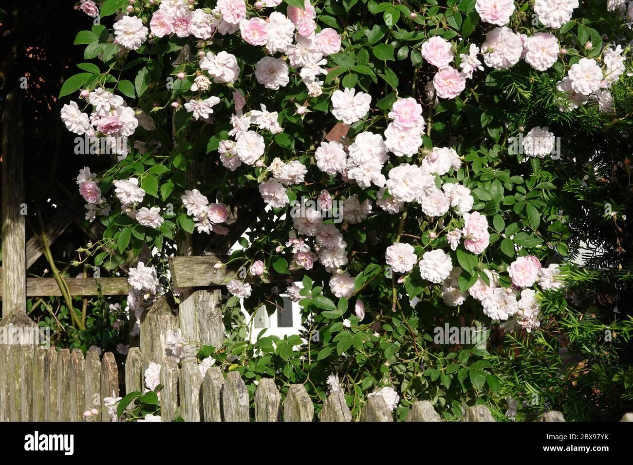 Climbing roses on pergola hi-res stock photography and images - Alamy