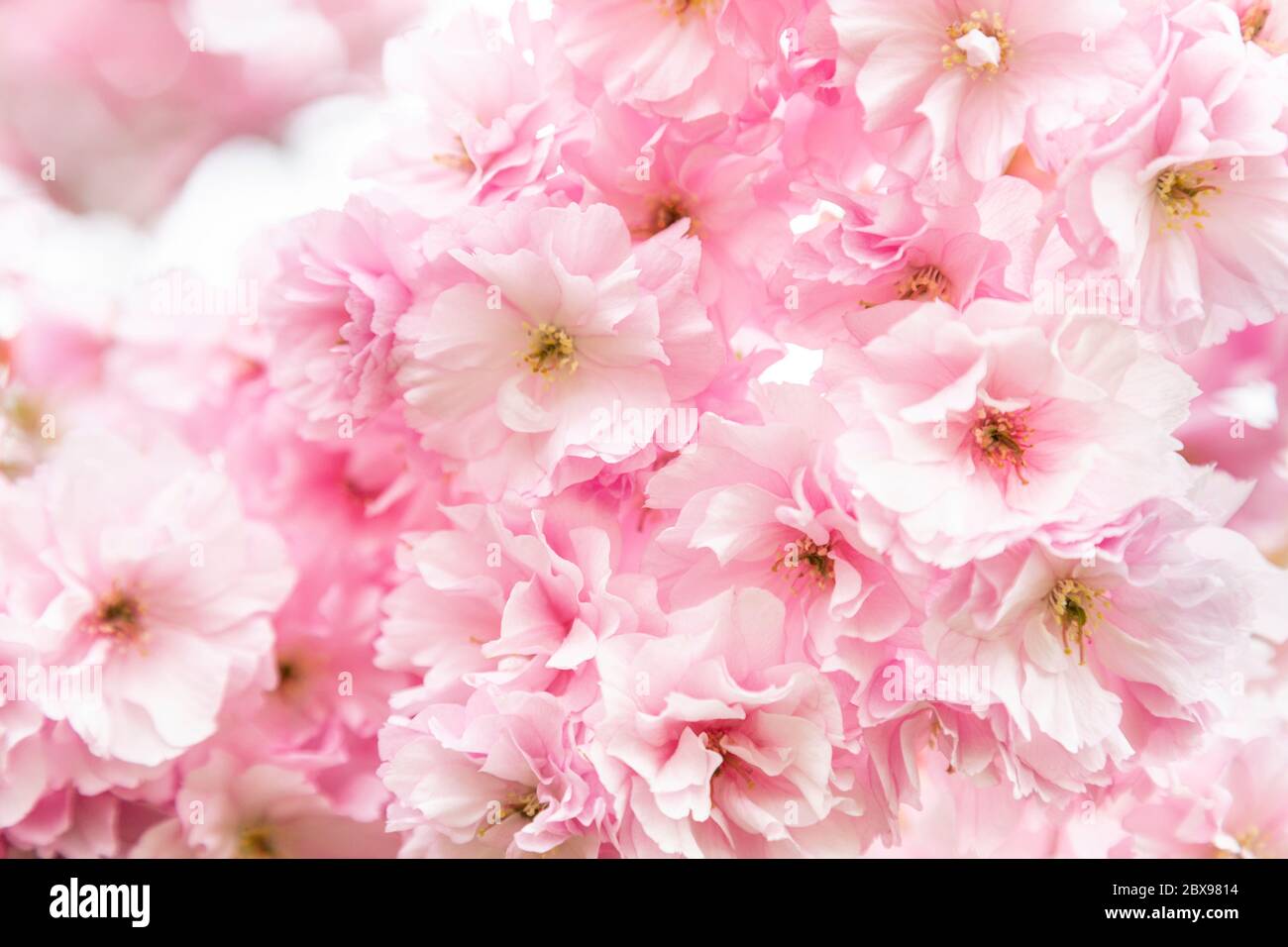 Light pink delicate cherry blossoms background Stock Photo