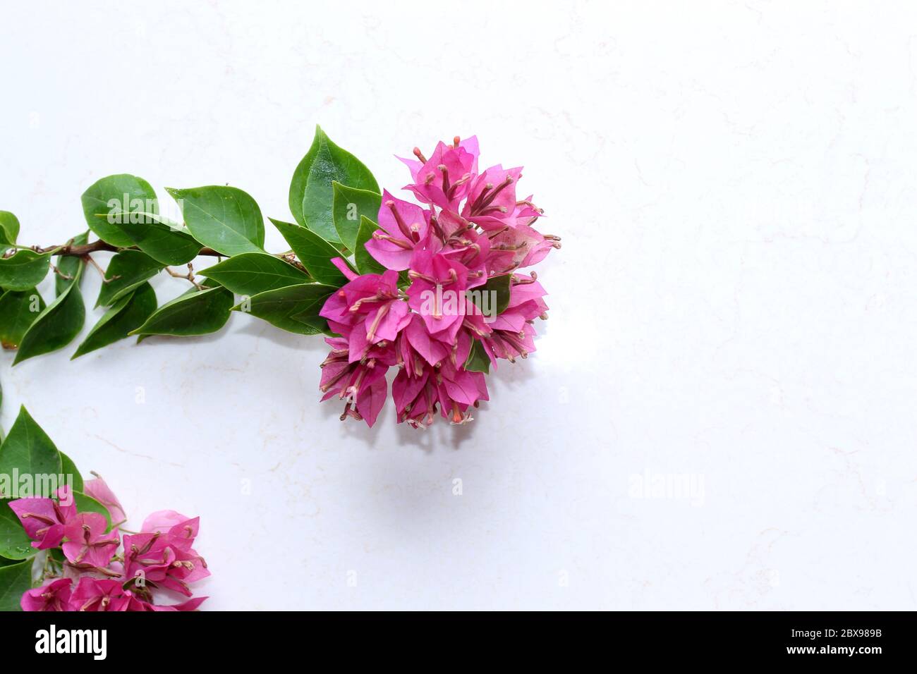 pink spring flower, summer spanish bougainvillea flowers background with blank text space over on white, selective focus with blur. Stock Photo