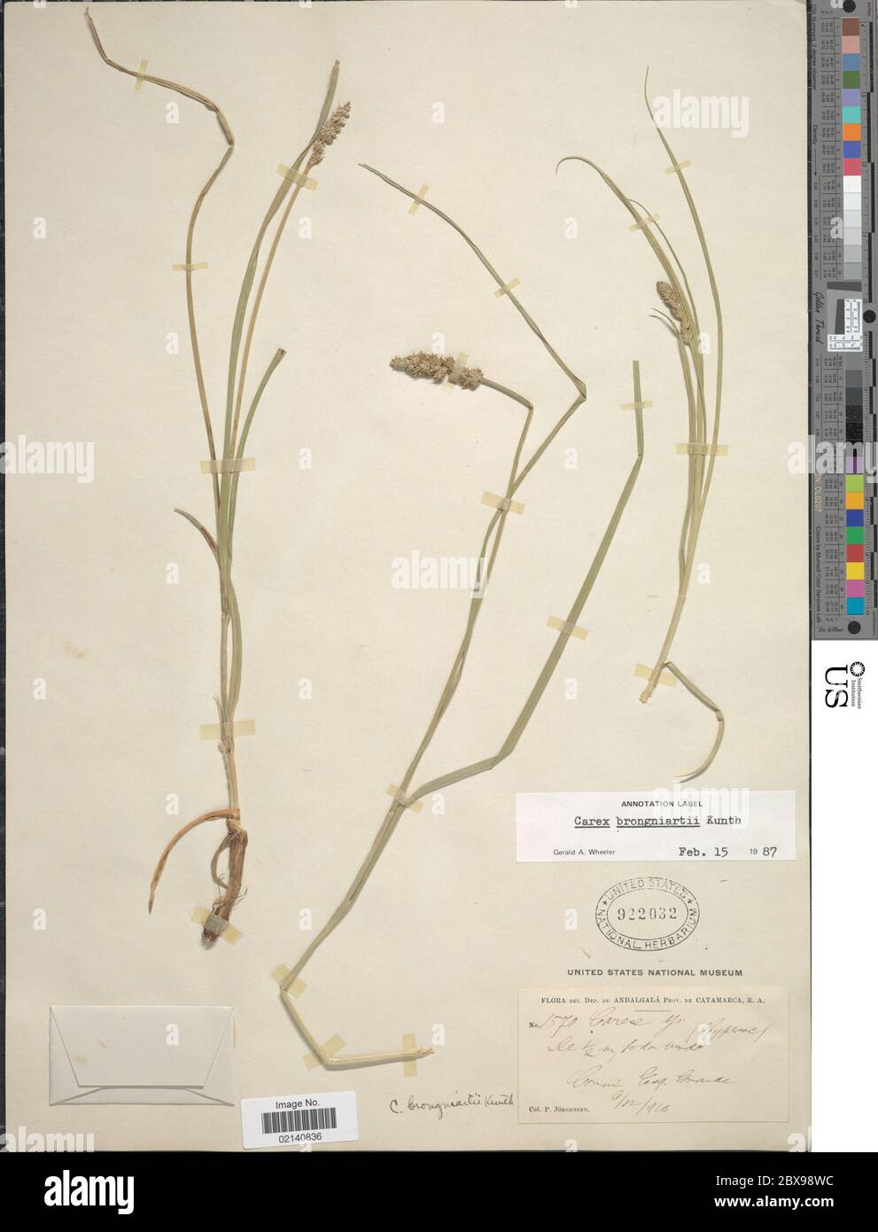 Carex brehmeri Boeckeler Carex brehmeri Boeckeler Stock Photo Alamy
