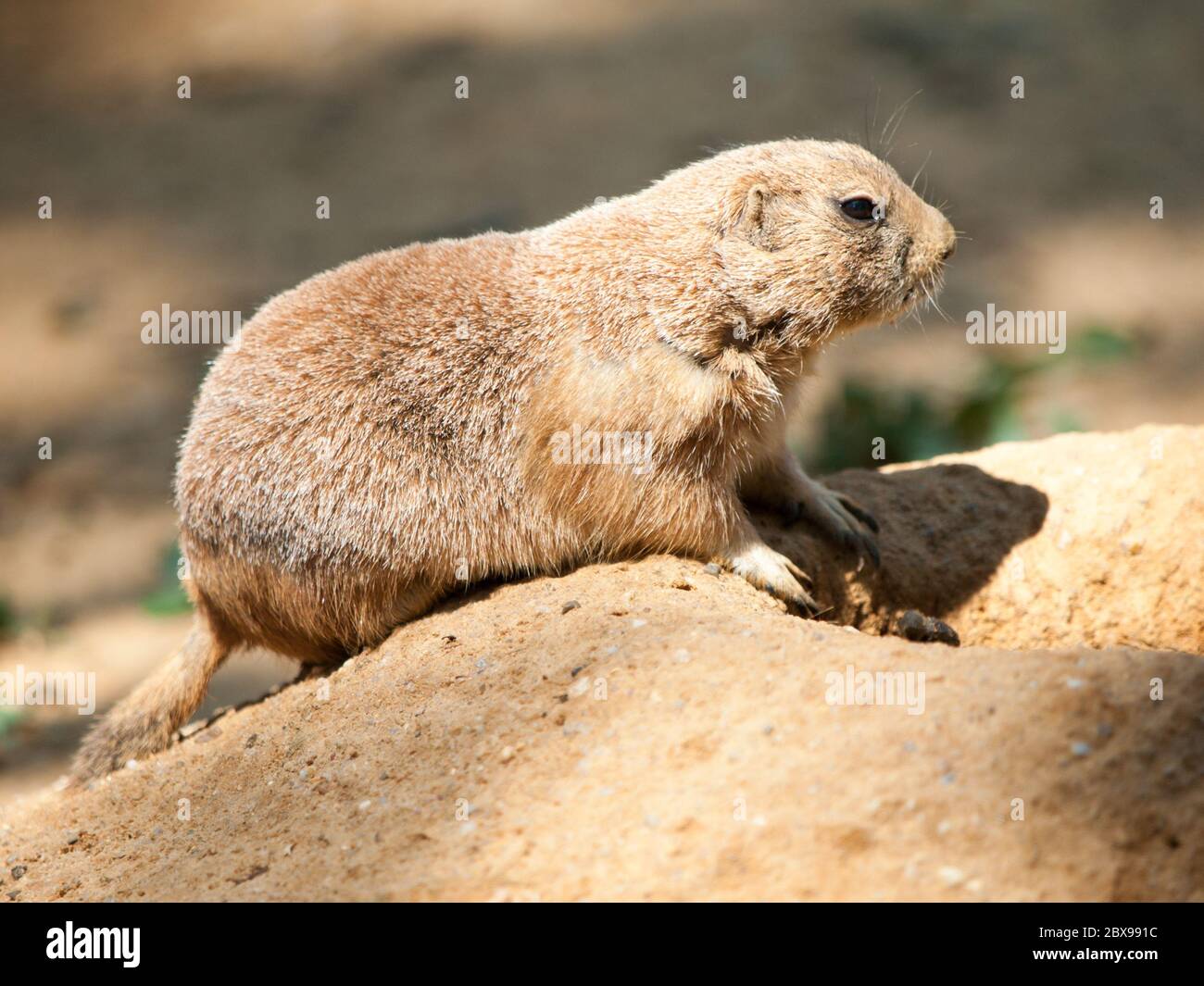 Prairie dog rodent on a dry dusty ground. USA, North America. Stock Photo