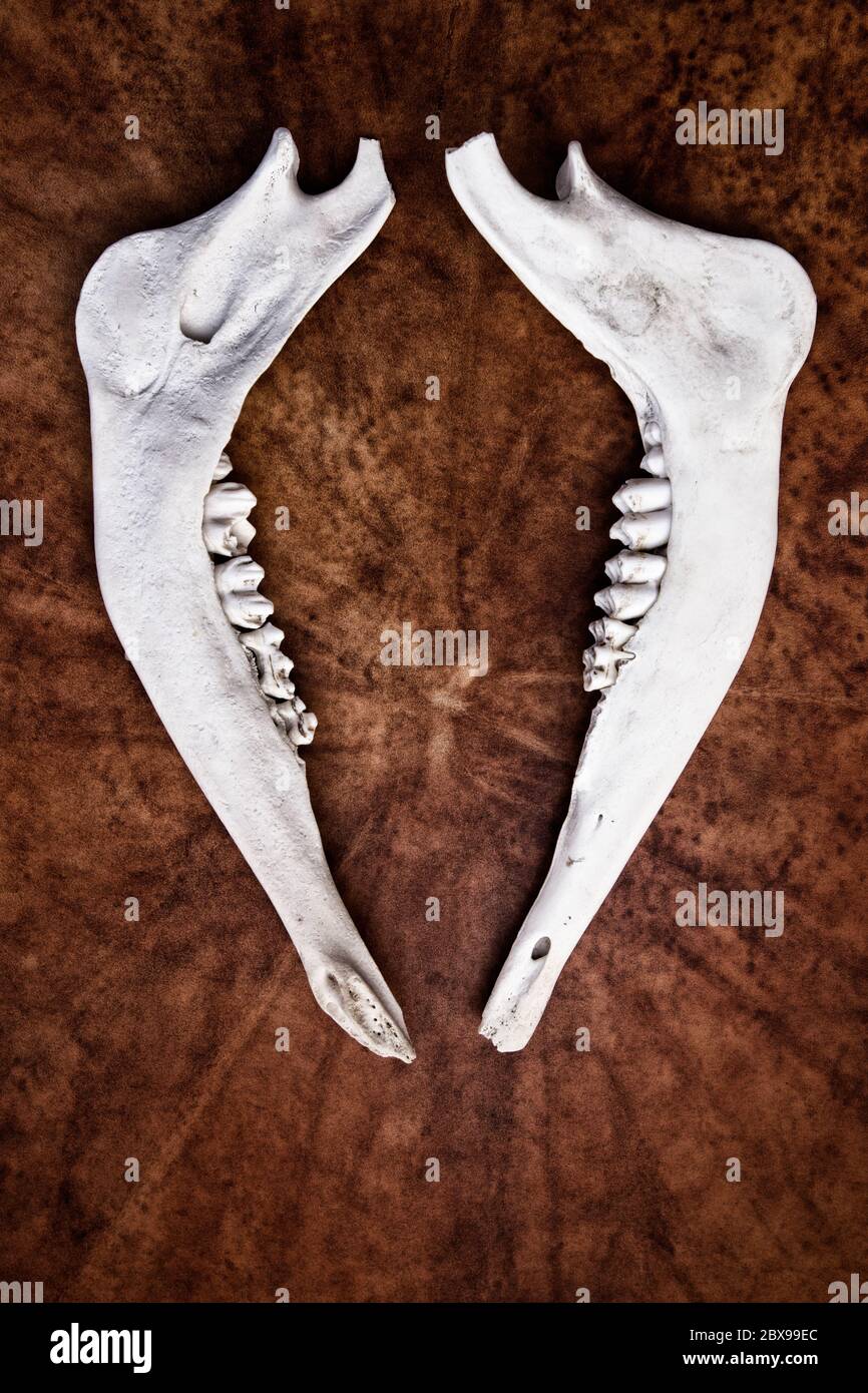 Animal jaw bone hires stock photography and images Alamy