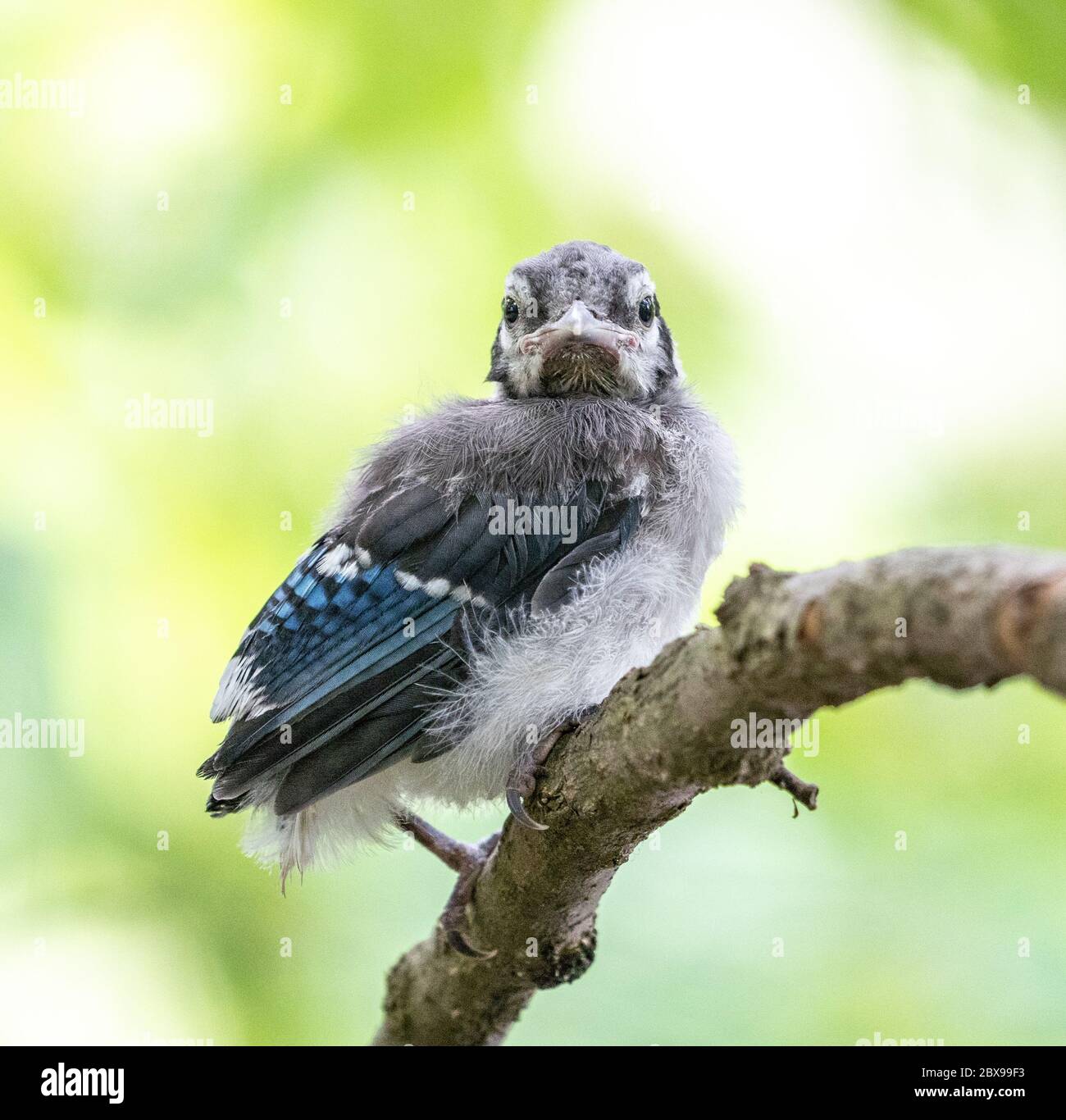 Baby Blue Jay fledgling out on it’s own and looking for mom Stock Photo