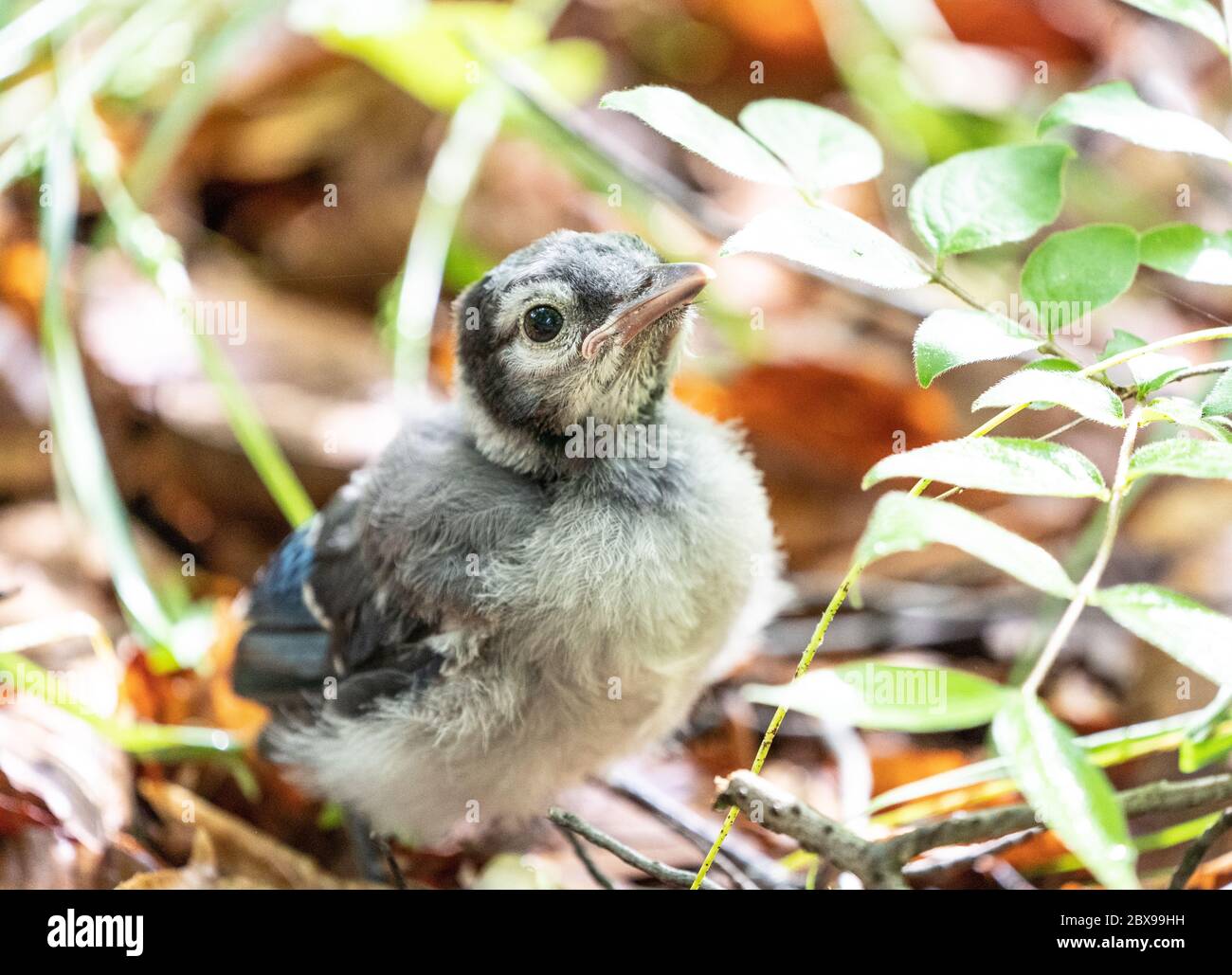 Baby Blue Jay fledgling out on it’s own and looking for mom Stock Photo