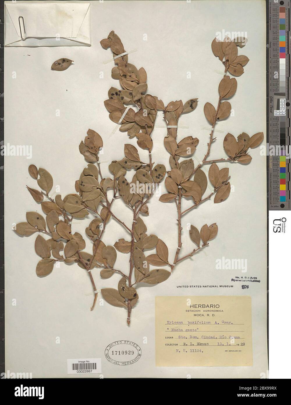 Xylosma buxifolia A Gray Xylosma buxifolia A Gray. Stock Photo