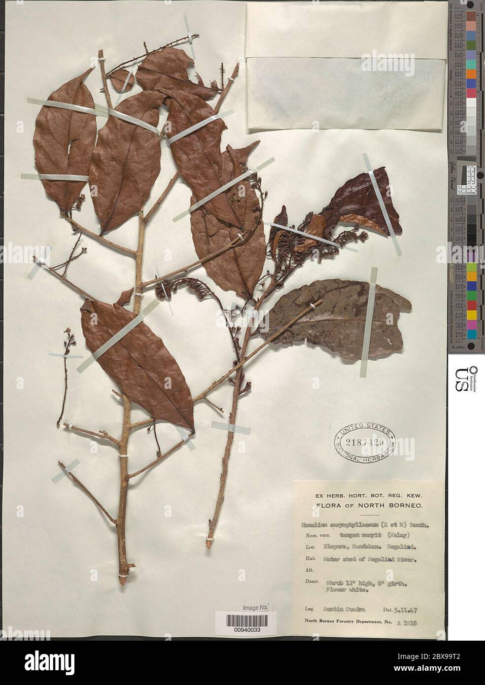 Homalium caryophyllaceum Benth Homalium caryophyllaceum Benth. Stock Photo