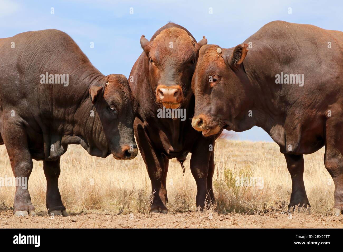 Portraits of three stud Bonsmara bulls on a rural farm - South Africa Stock Photo
