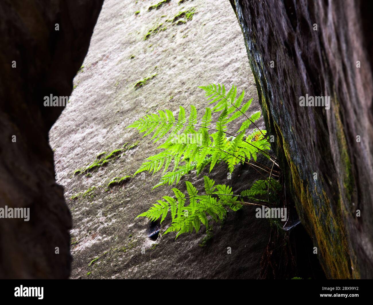 Small green bracken in sandstone wall. Natural detail. Stock Photo