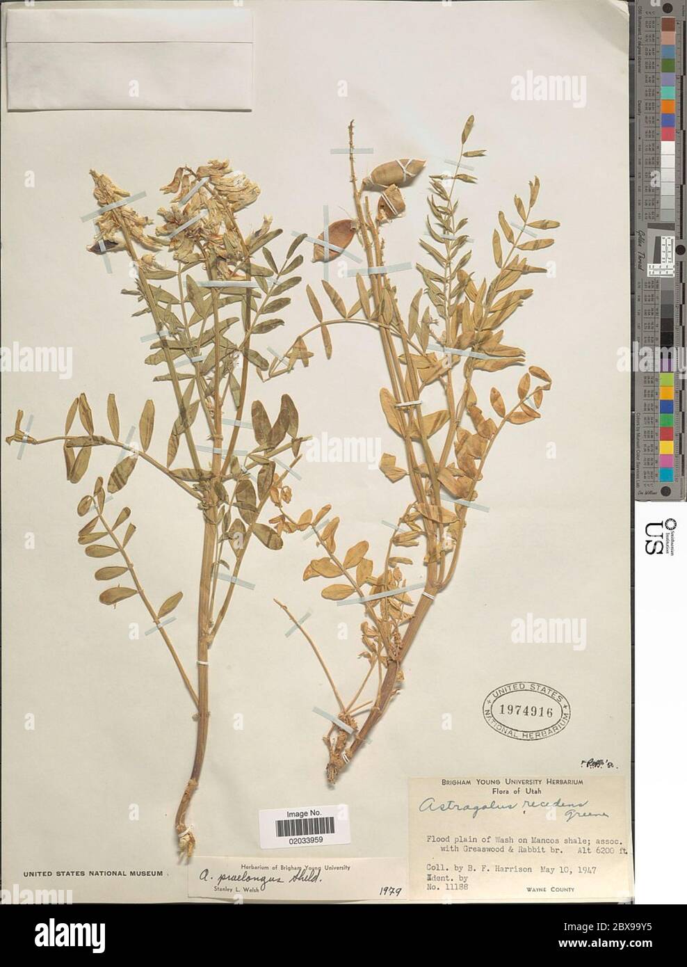 Astragalus praelongas var sp Astragalus praelongas var sp. Stock Photo