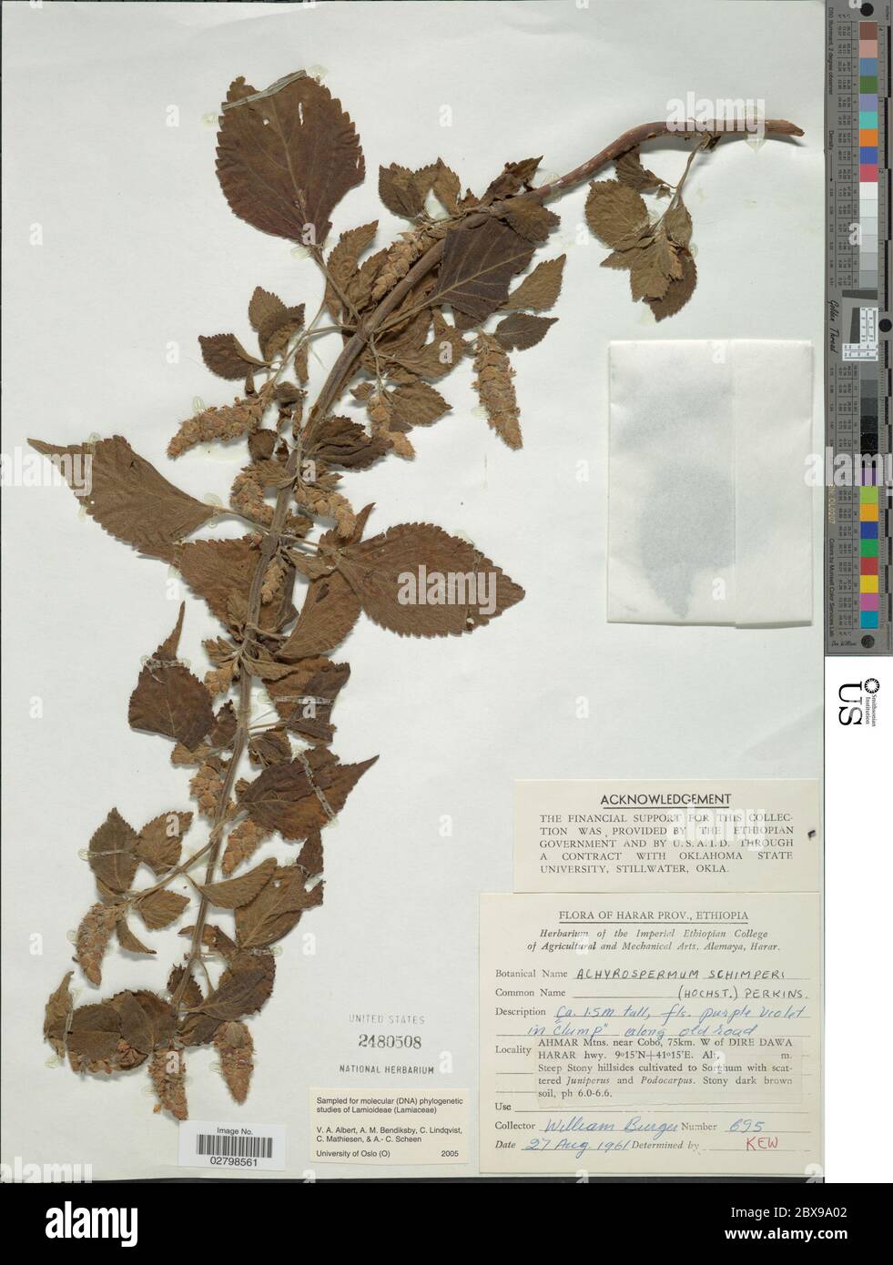 Achyrospermum schimperi Hochst ex Briq Perkins Achyrospermum schimperi Hochst ex Briq Perkins. Stock Photo