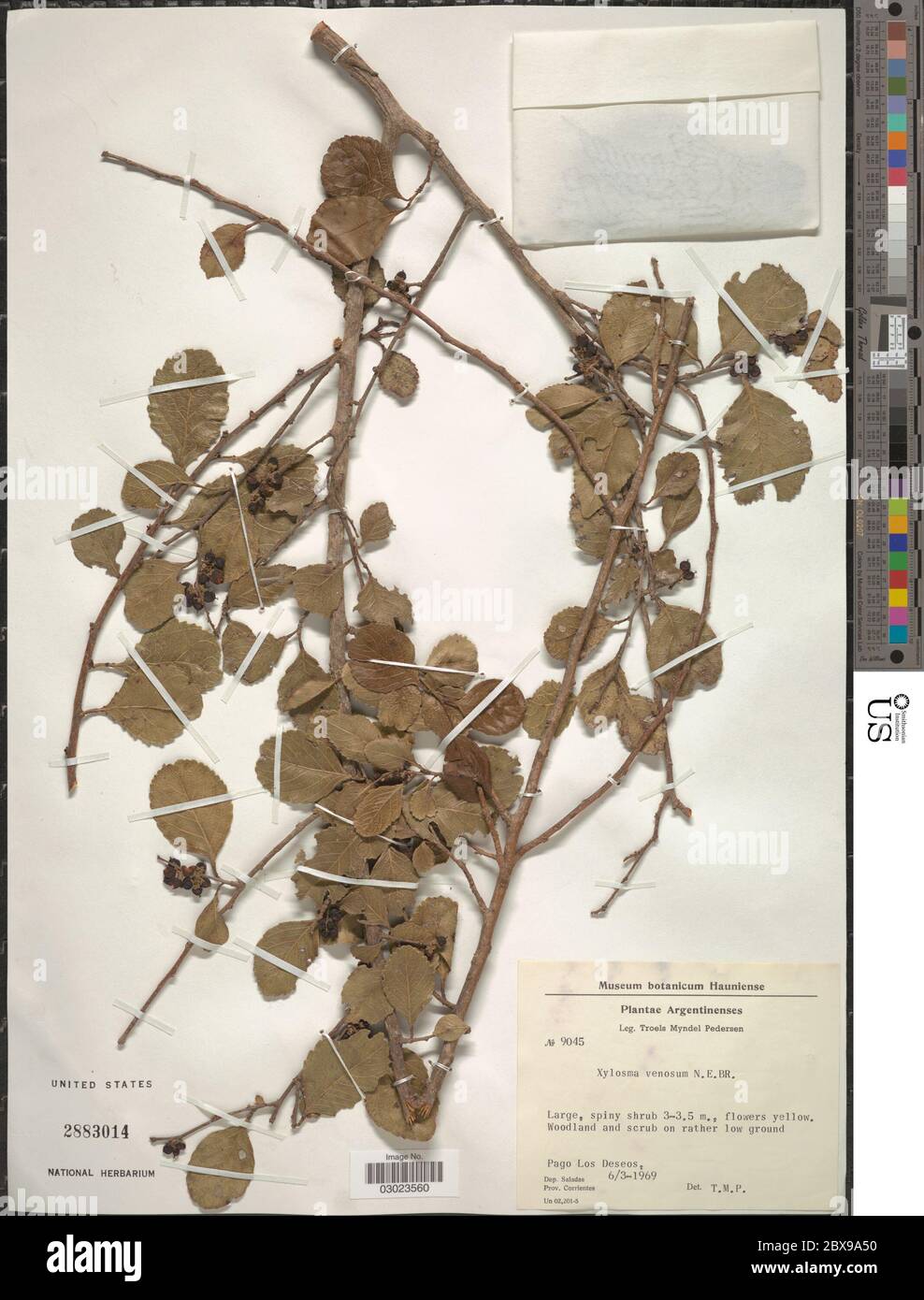 Xylosma venosa NE Br Xylosma venosa NE Br Stock Photo Alamy