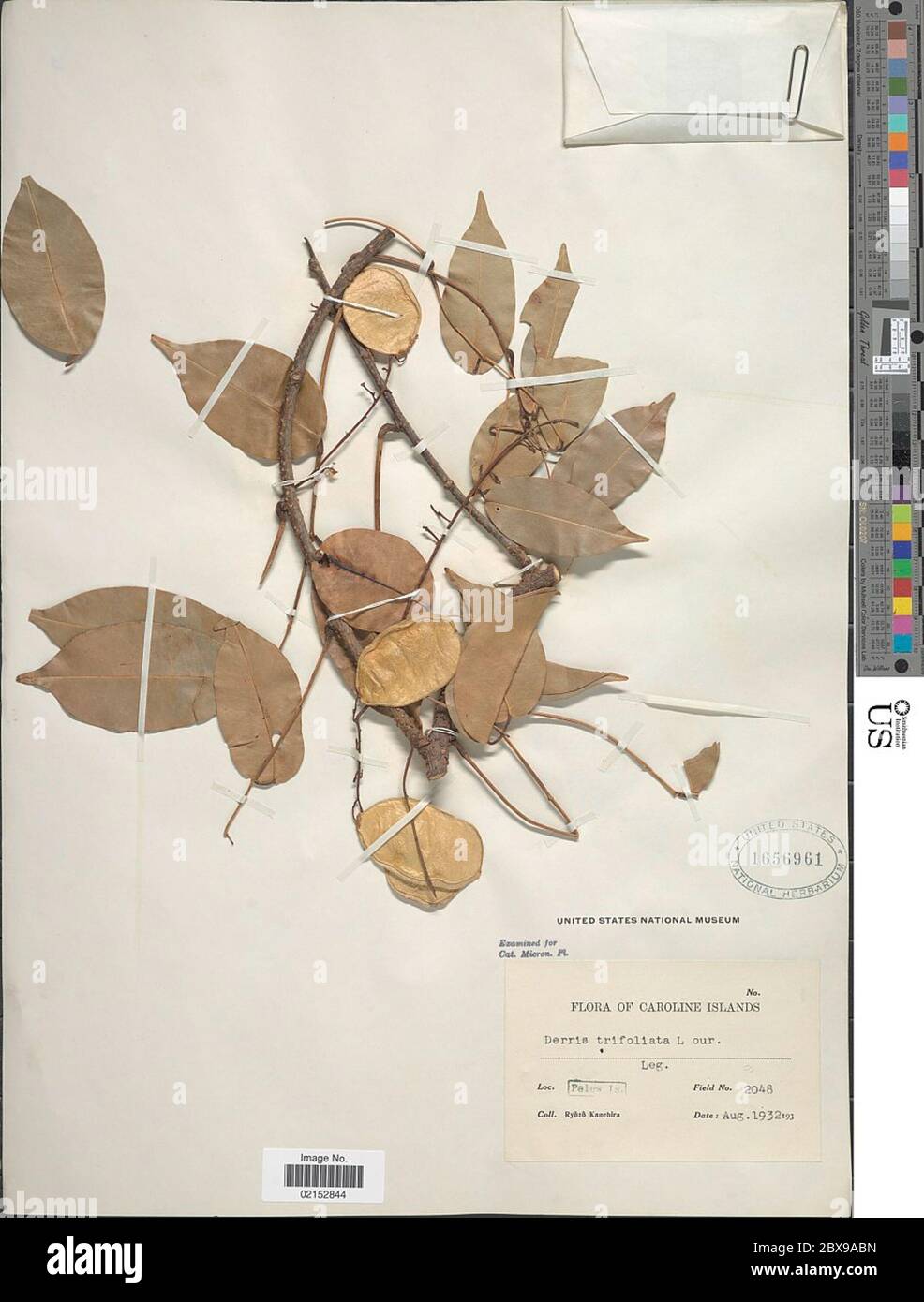 Derris trifoliata Lour Derris trifoliata Lour Stock Photo Alamy