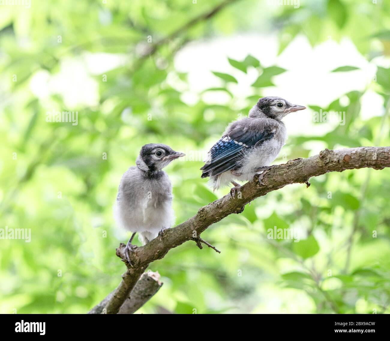Two baby blue jays perched on tree branch. Stock Photo