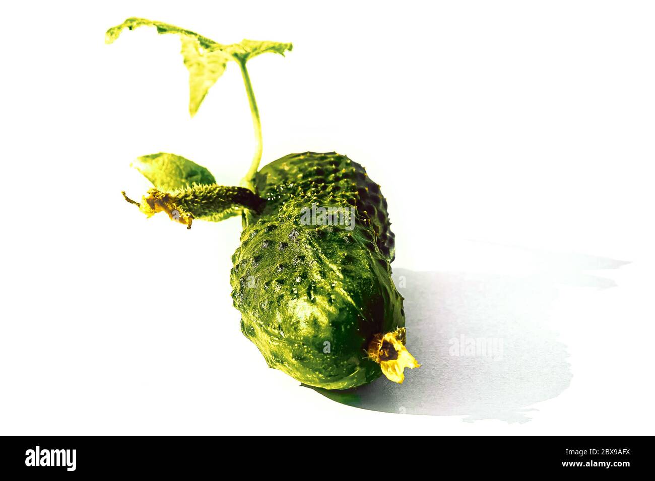 Fresh green cucumber with leaves and flowers of natural vegetables on a white background. Stock Photo