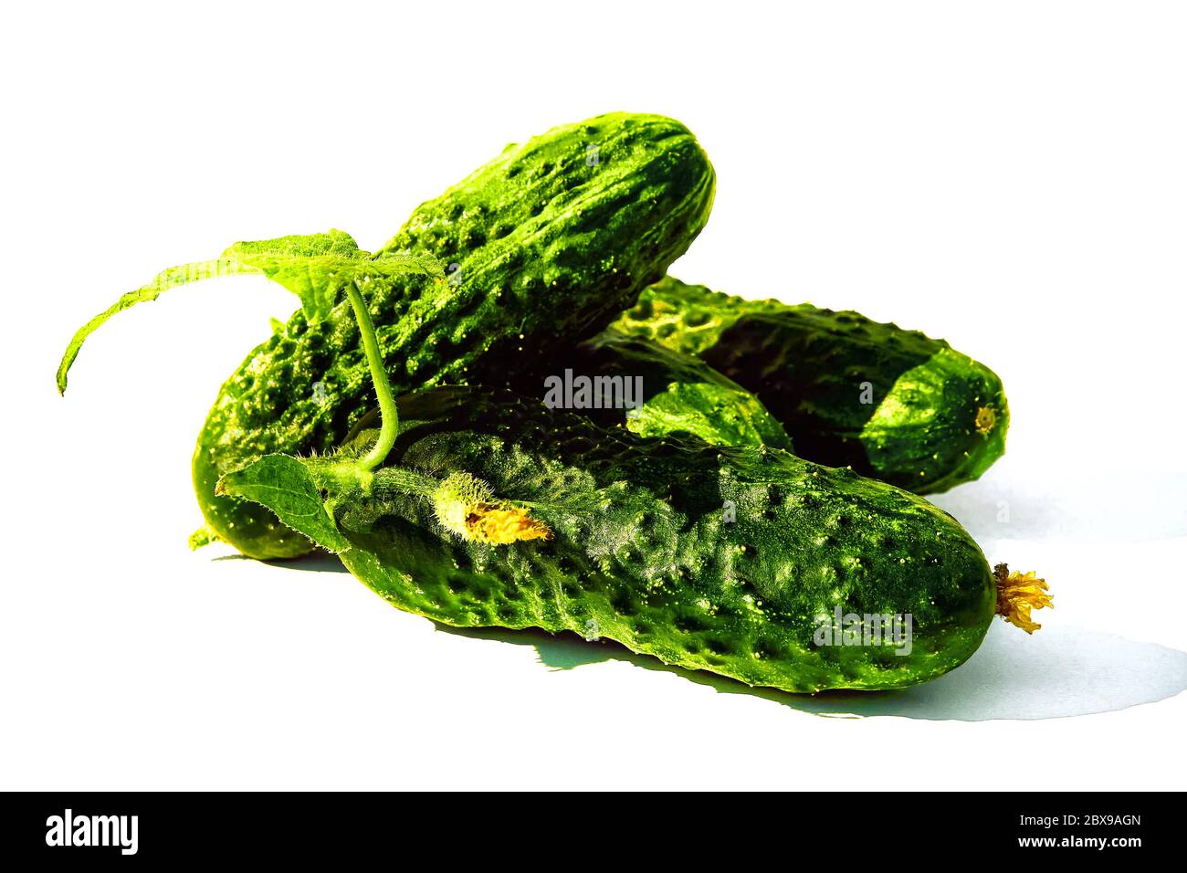 Fresh green cucumber with leaves and flowers of natural vegetables on a white background. Stock Photo