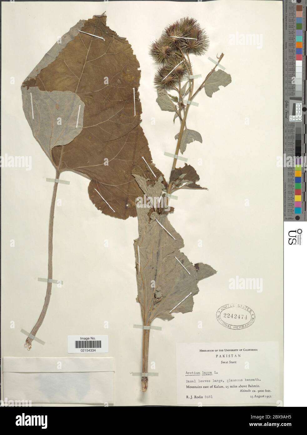 Arctium lappa Arctium lappa Stock Photo - Alamy