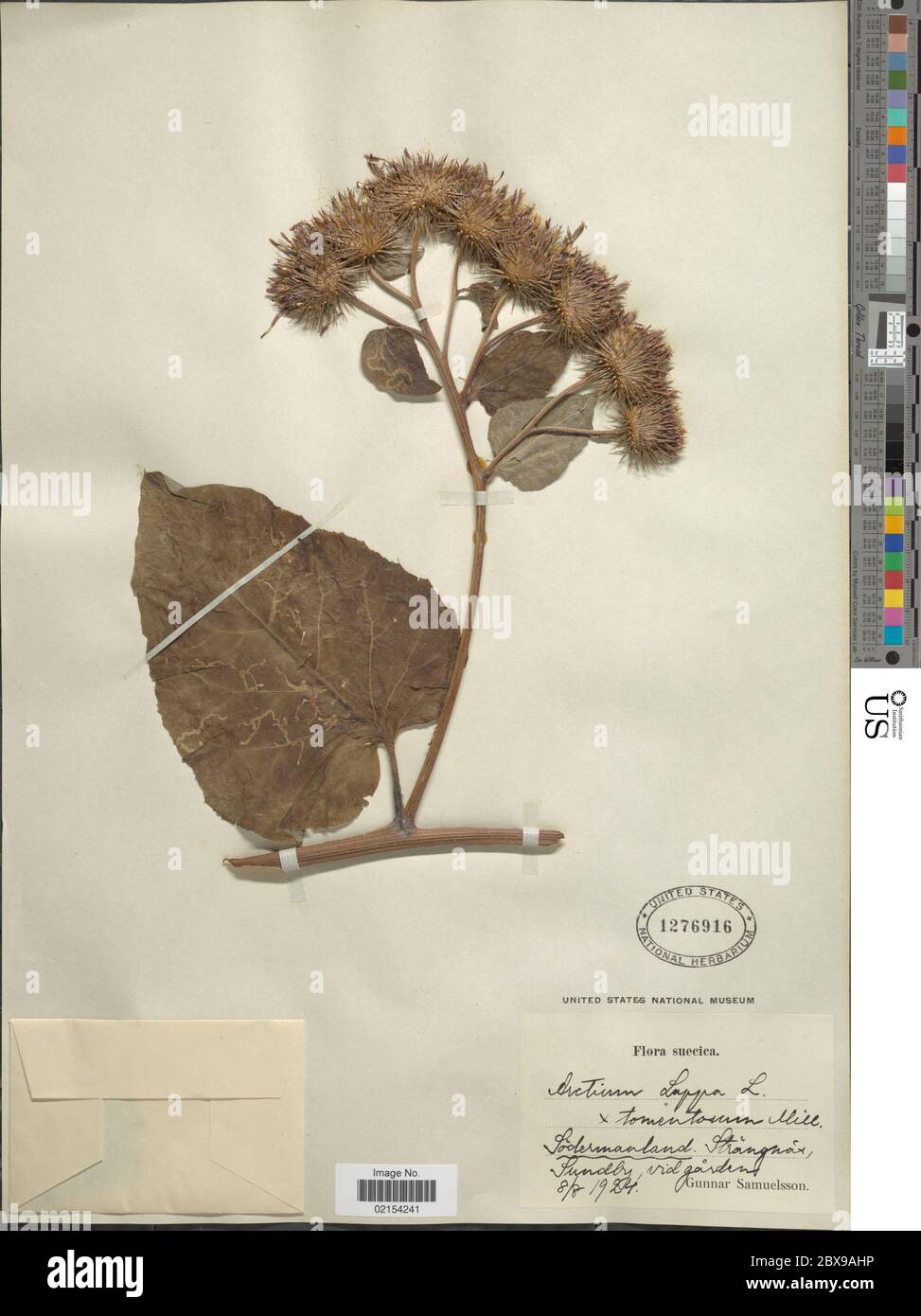 Arctium lappa Arctium lappa Stock Photo - Alamy
