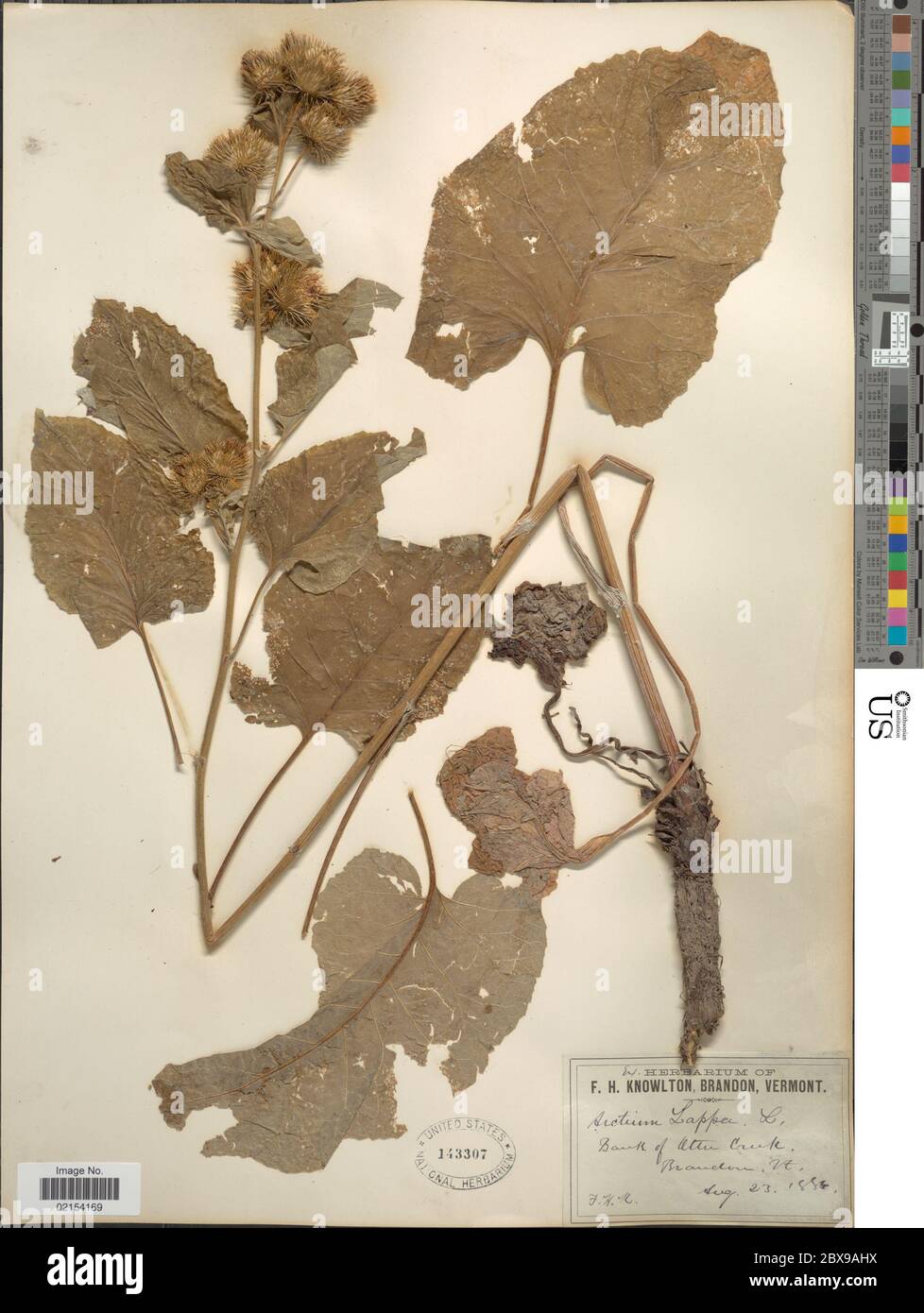 Arctium lappa Arctium lappa Stock Photo - Alamy