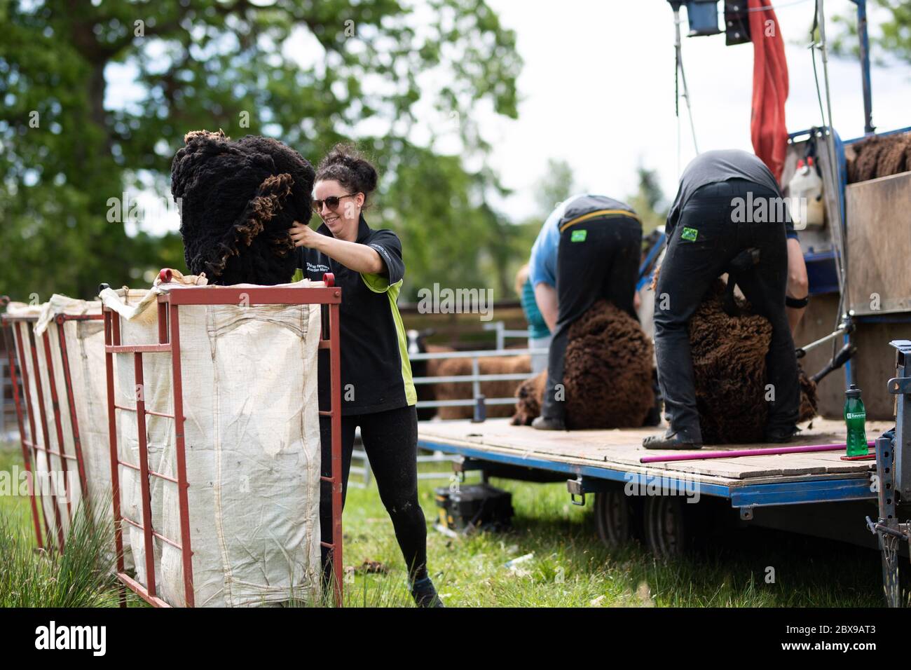 Roussin sheep hi-res stock photography and images - Alamy