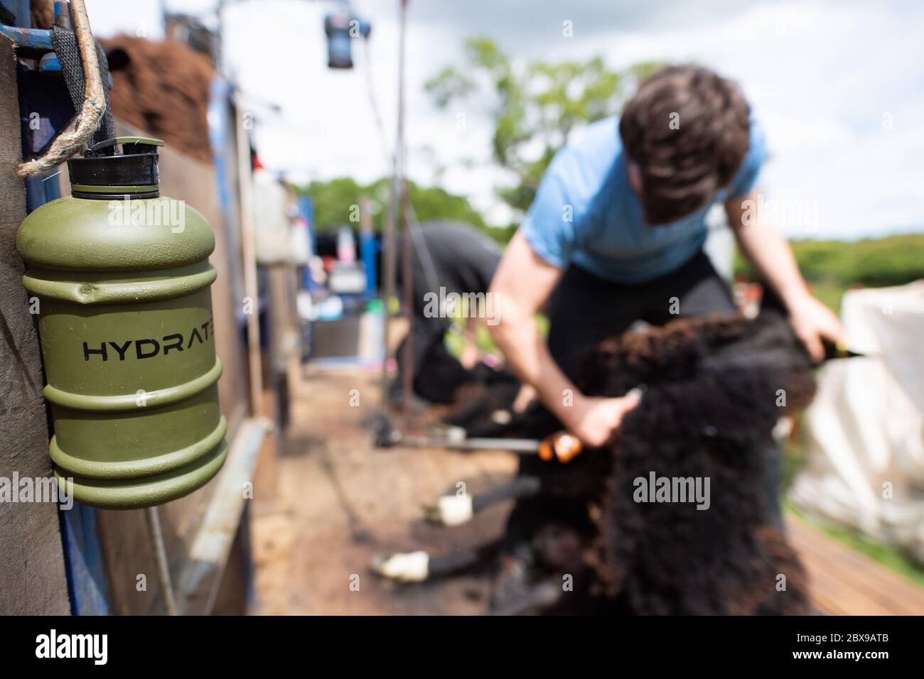 Roussin sheep hi-res stock photography and images - Alamy