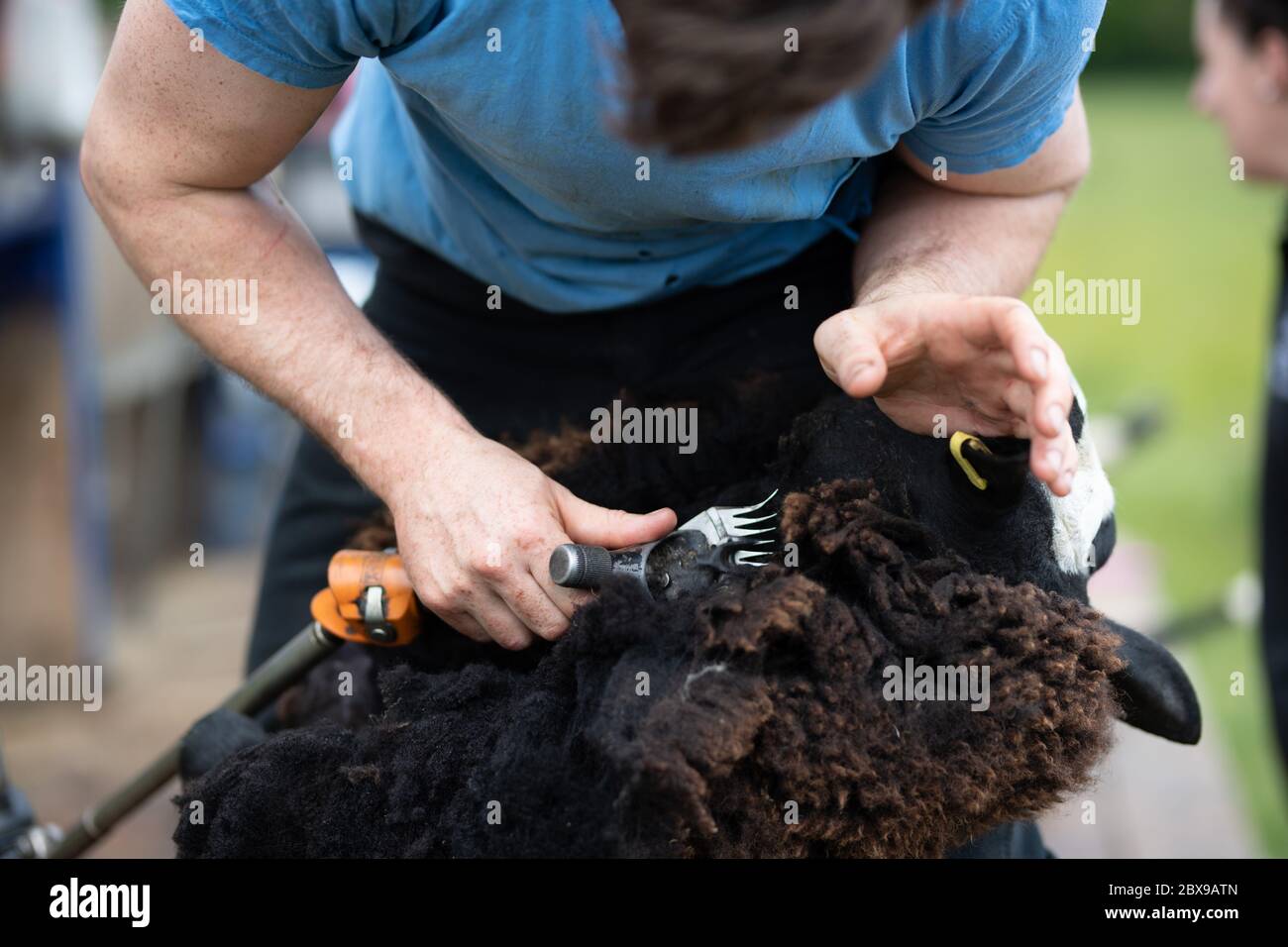 Roussin sheep hi-res stock photography and images - Alamy