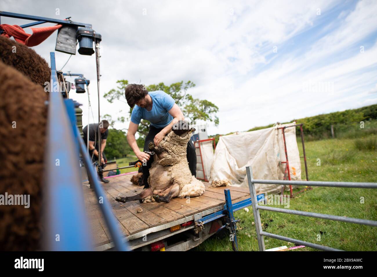 Roussin sheep hi-res stock photography and images - Alamy