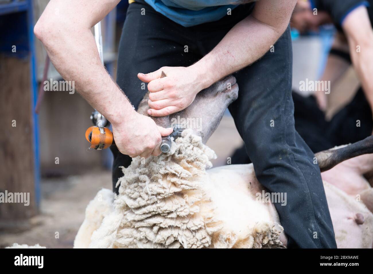 Sheep shearing uk hi-res stock photography and images - Alamy