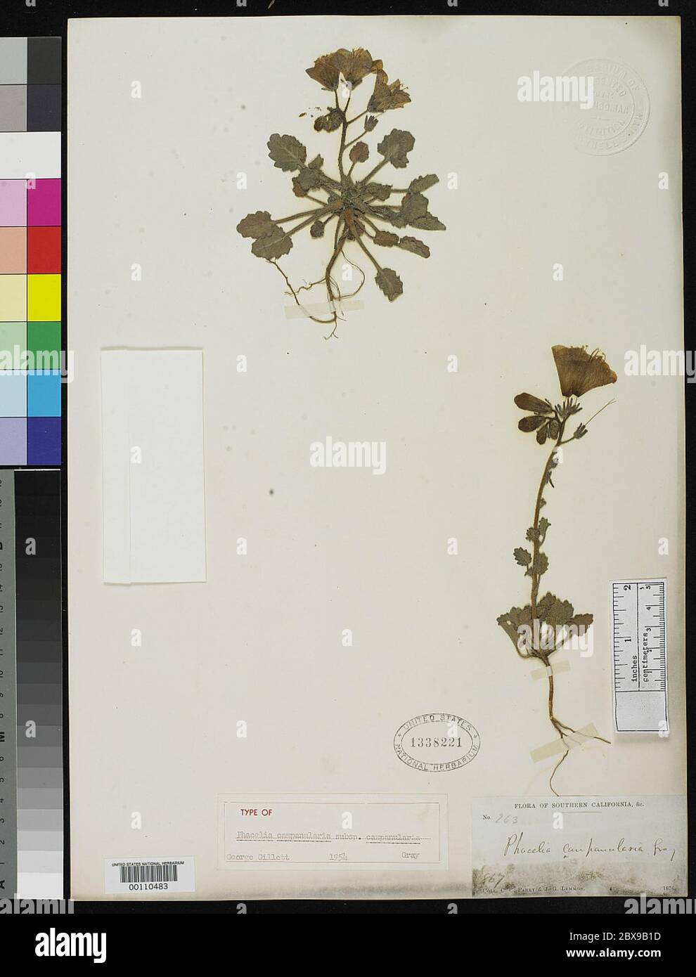 Phacelia campanularia A Gray Phacelia campanularia A Gray. Stock Photo
