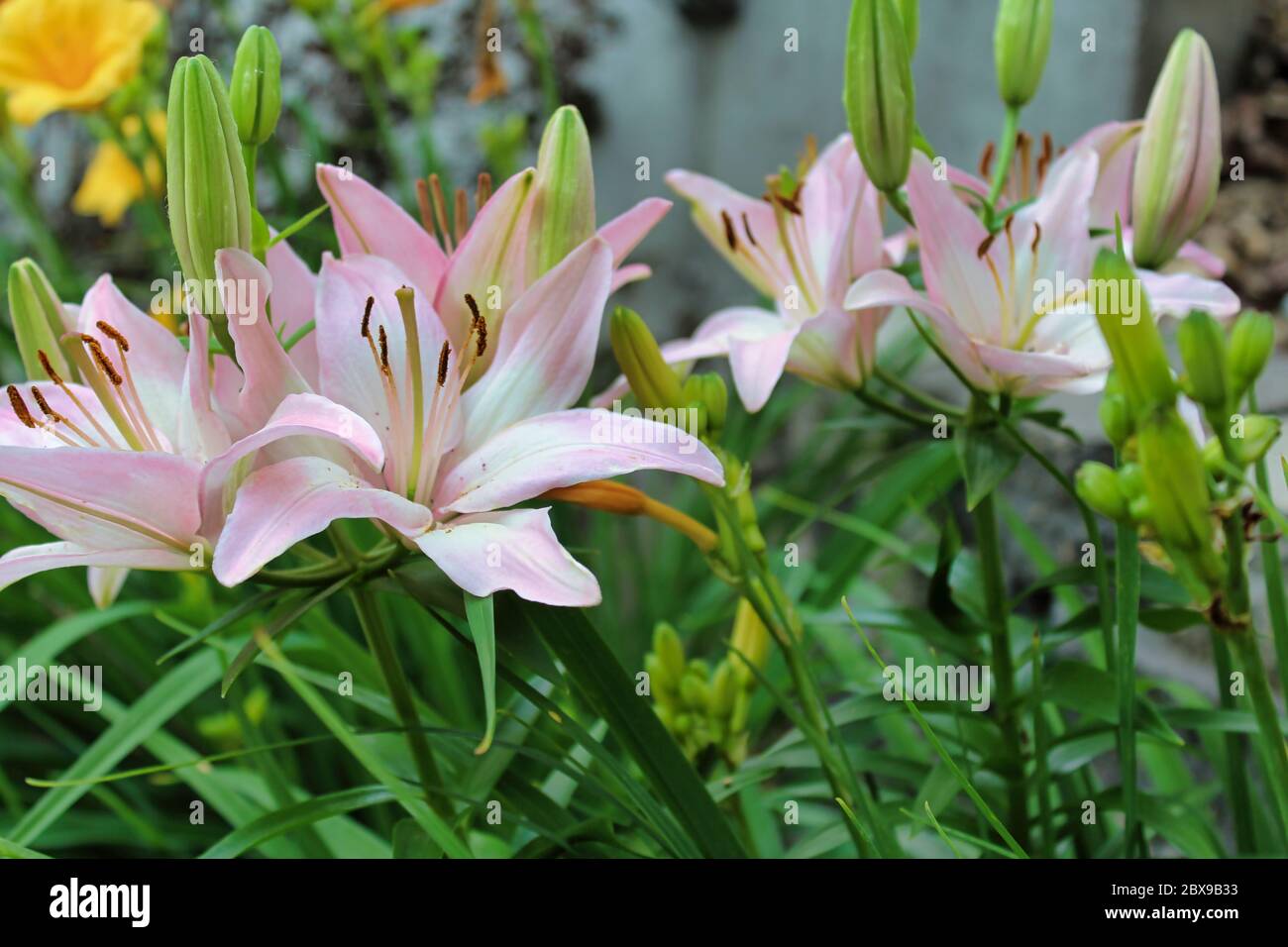 Pink and white Resurrection Lily Stock Photo