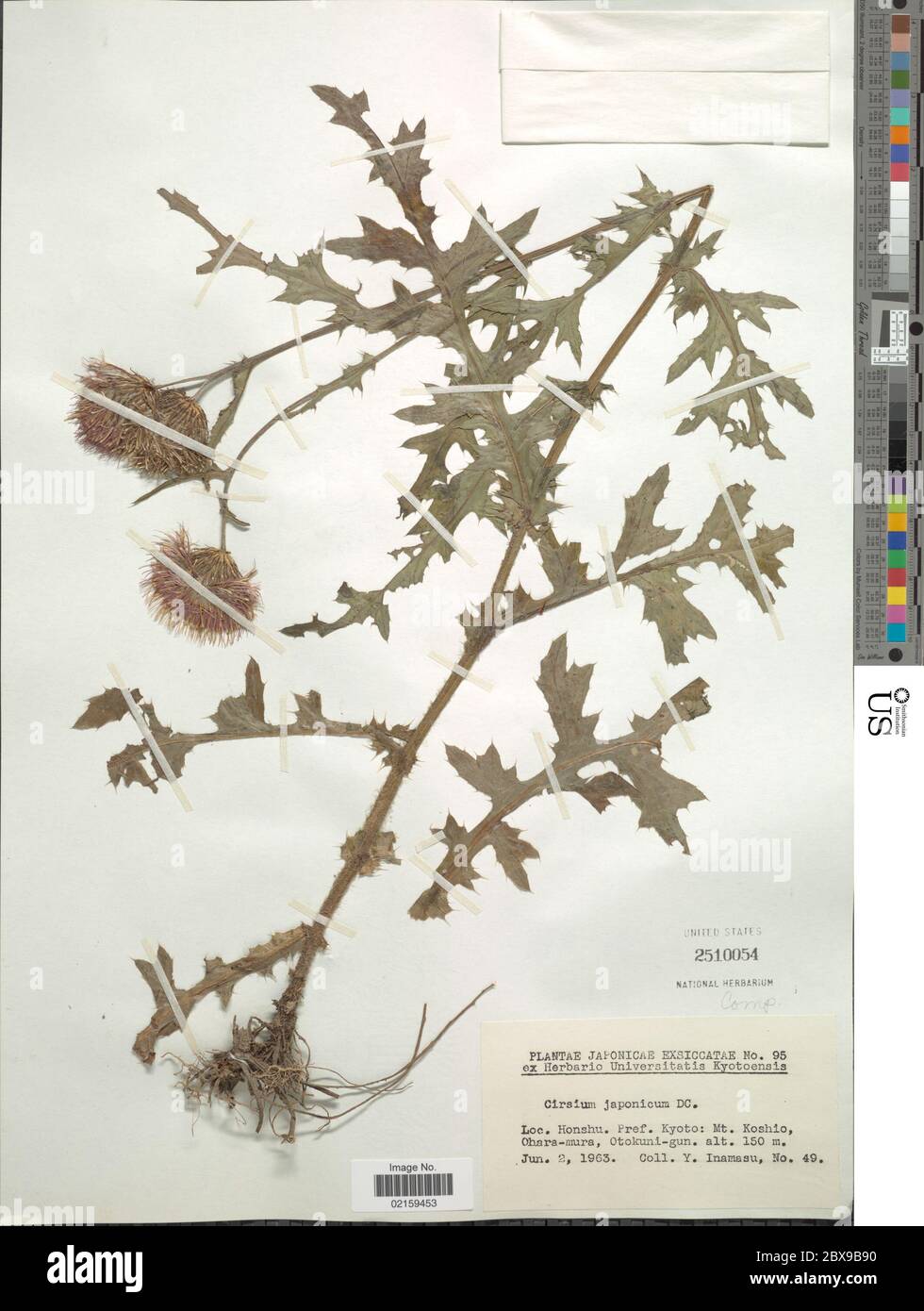 Cirsium japonicum DC Cirsium japonicum DC. Stock Photo