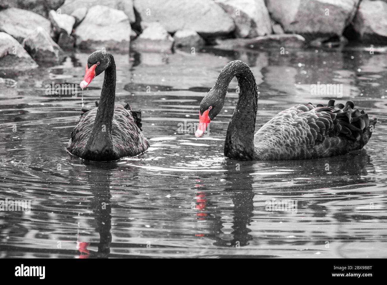 Red Beaks High Resolution Stock Photography and Images - Alamy