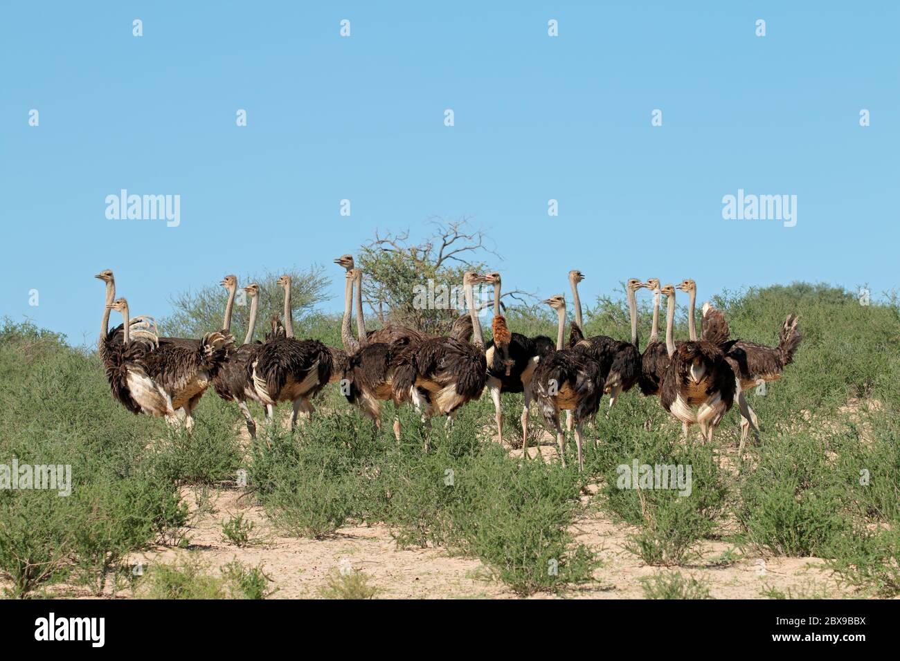 Group of ostriches (Struthio camelus) in natural habitat, Kalahari desert, South Africa Stock Photo