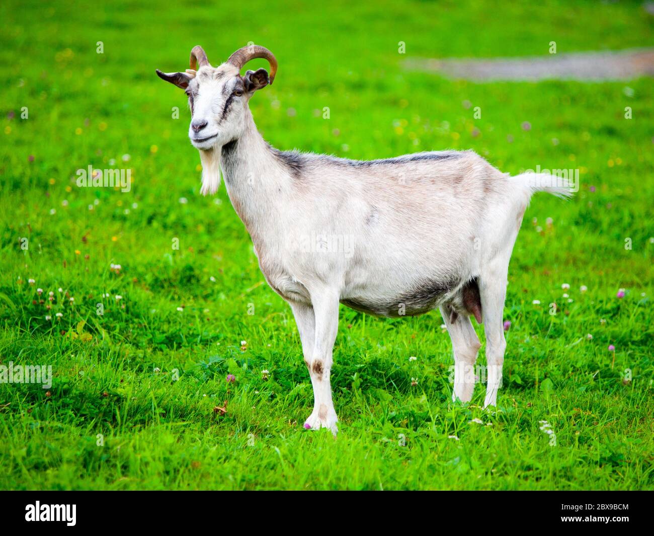 White goat standing in the green grass. Stock Photo