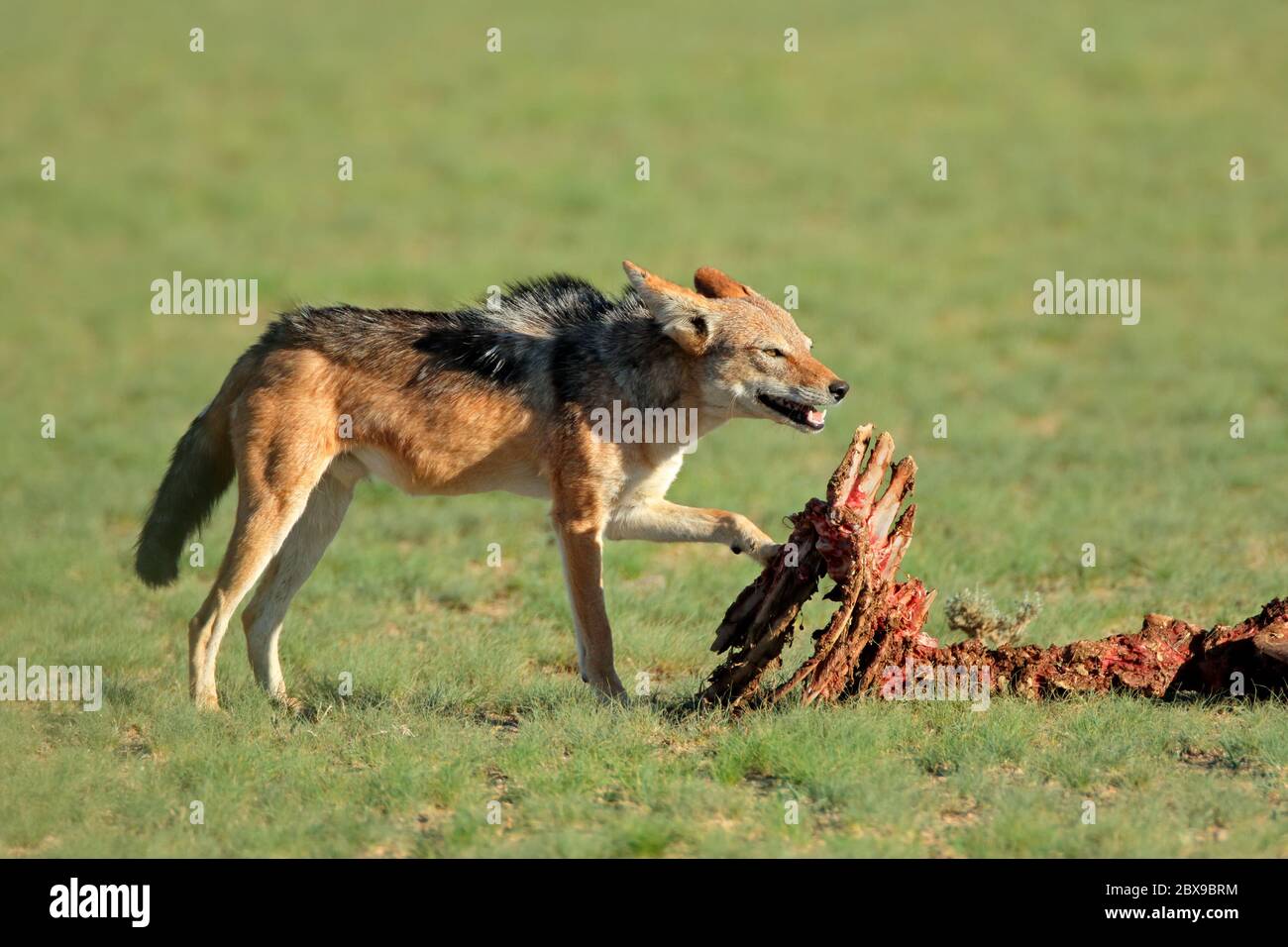 Black-backed jackals (Canis mesomelas) scavenging the remains of an antelope, Kalahari, South Africa Stock Photo