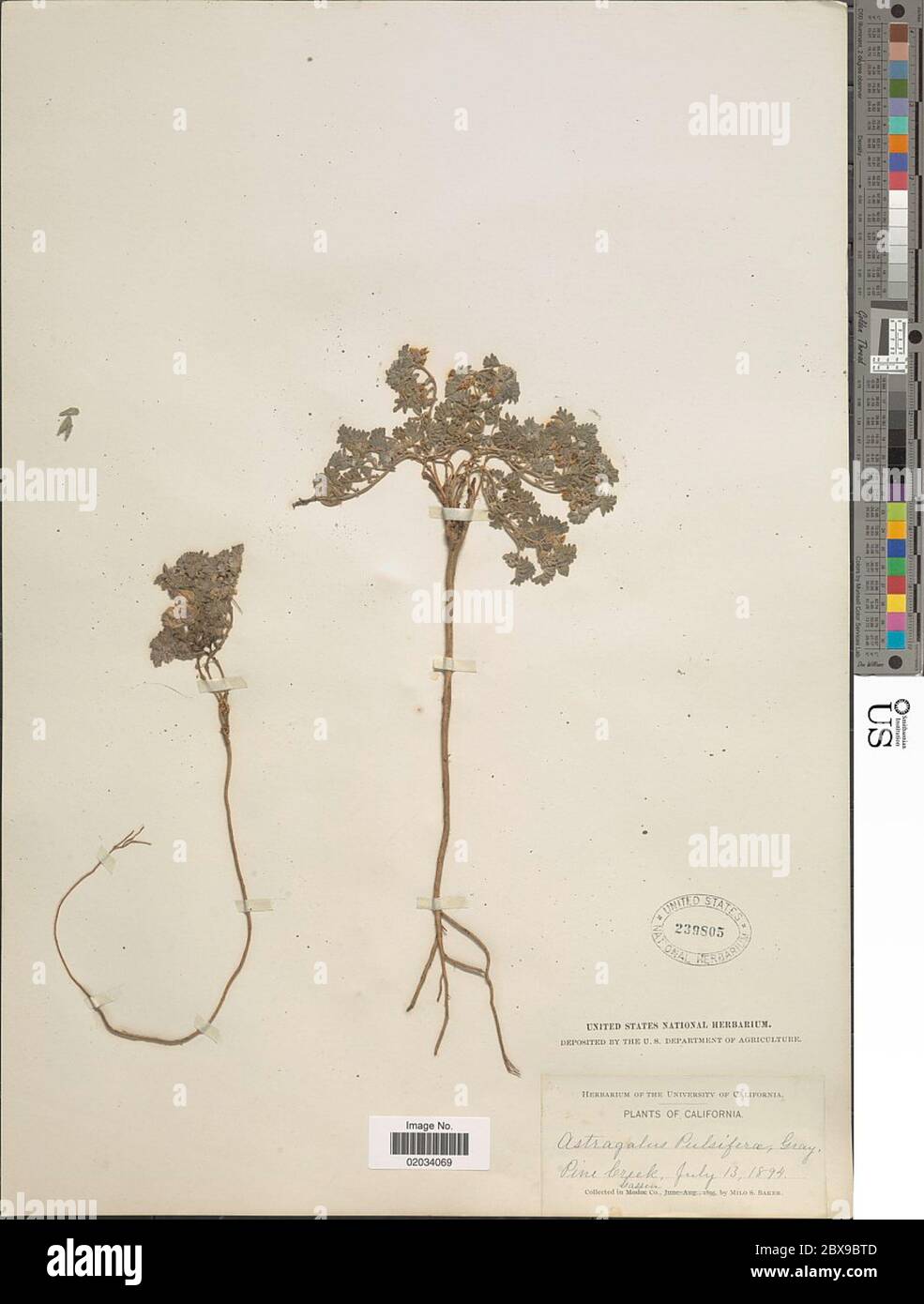 Astragalus pulsiferae A Gray Astragalus pulsiferae A Gray. Stock Photo