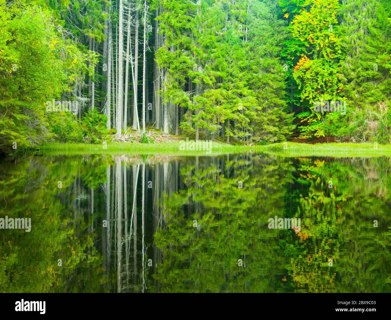 Boubin lake. Reflection of lush green trees of Boubin Primeval Forest, Sumava Mountains, Czech Republic. Stock Photo
