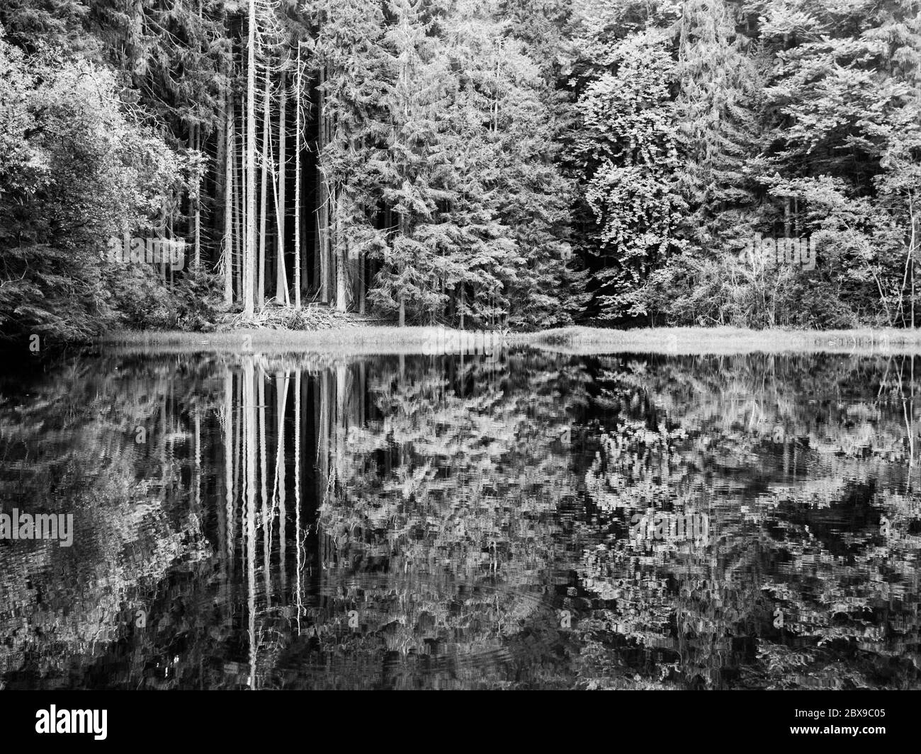 Boubin lake. Reflection of lush green trees of Boubin Primeval Forest, Sumava Mountains, Czech Republic. Black and white image. Stock Photo