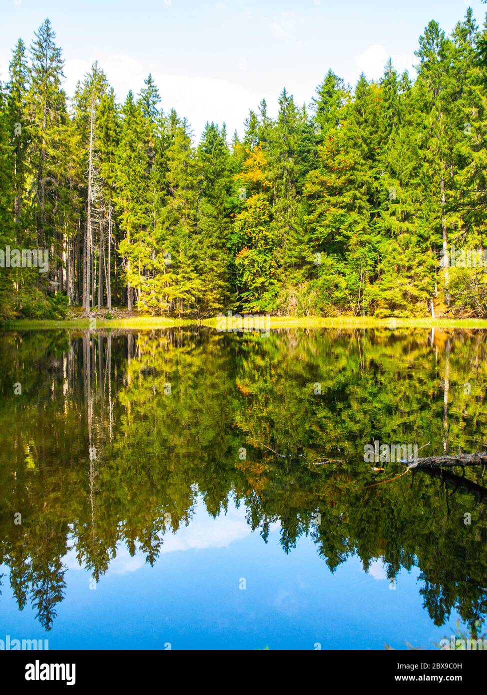 Boubin lake. Reflection of lush green trees of Boubin Primeval Forest, Sumava Mountains, Czech Republic. Stock Photo