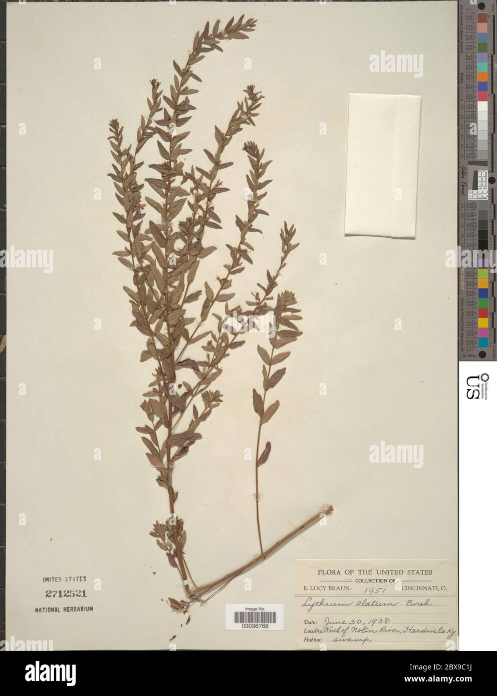 Lythrum alatum Pursh Lythrum alatum Pursh. Stock Photo