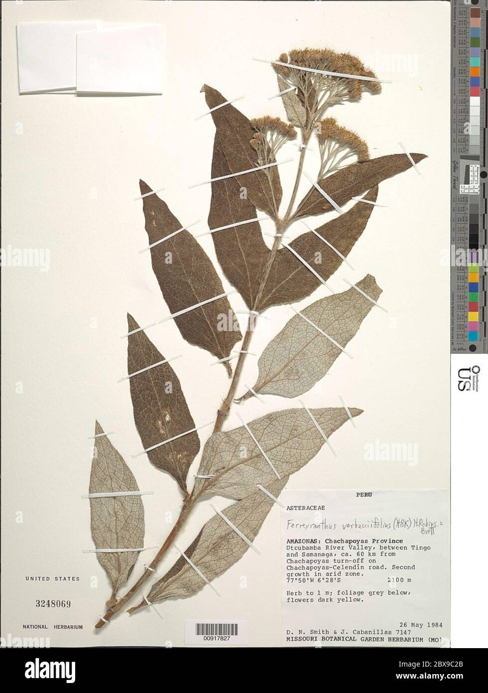 Ferreyranthus verbascifolius Kunth H Rob Brettell Ferreyranthus verbascifolius Kunth H Rob Brettell. Stock Photo