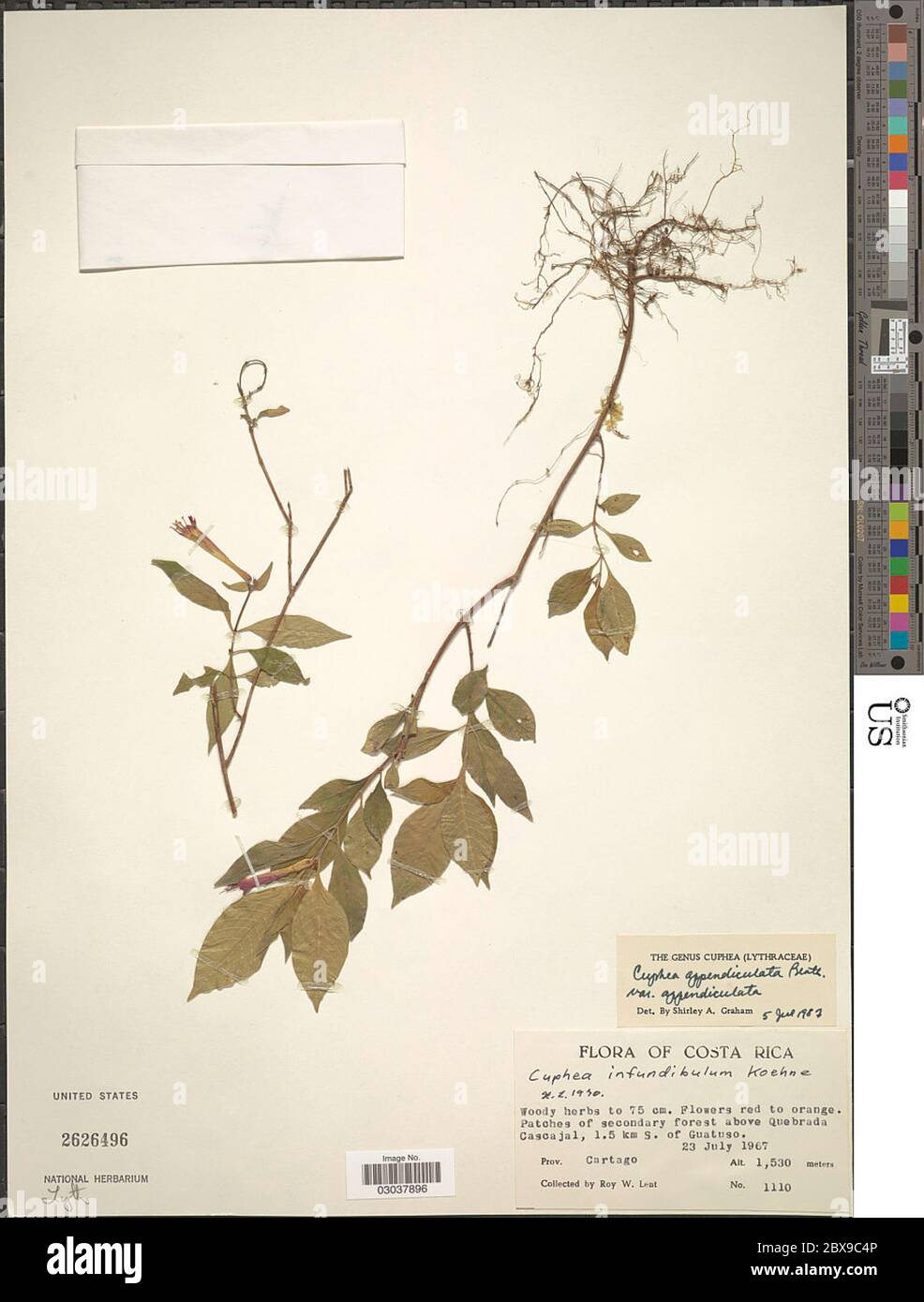 Cuphea appendiculata Benth Cuphea appendiculata Benth. Stock Photo