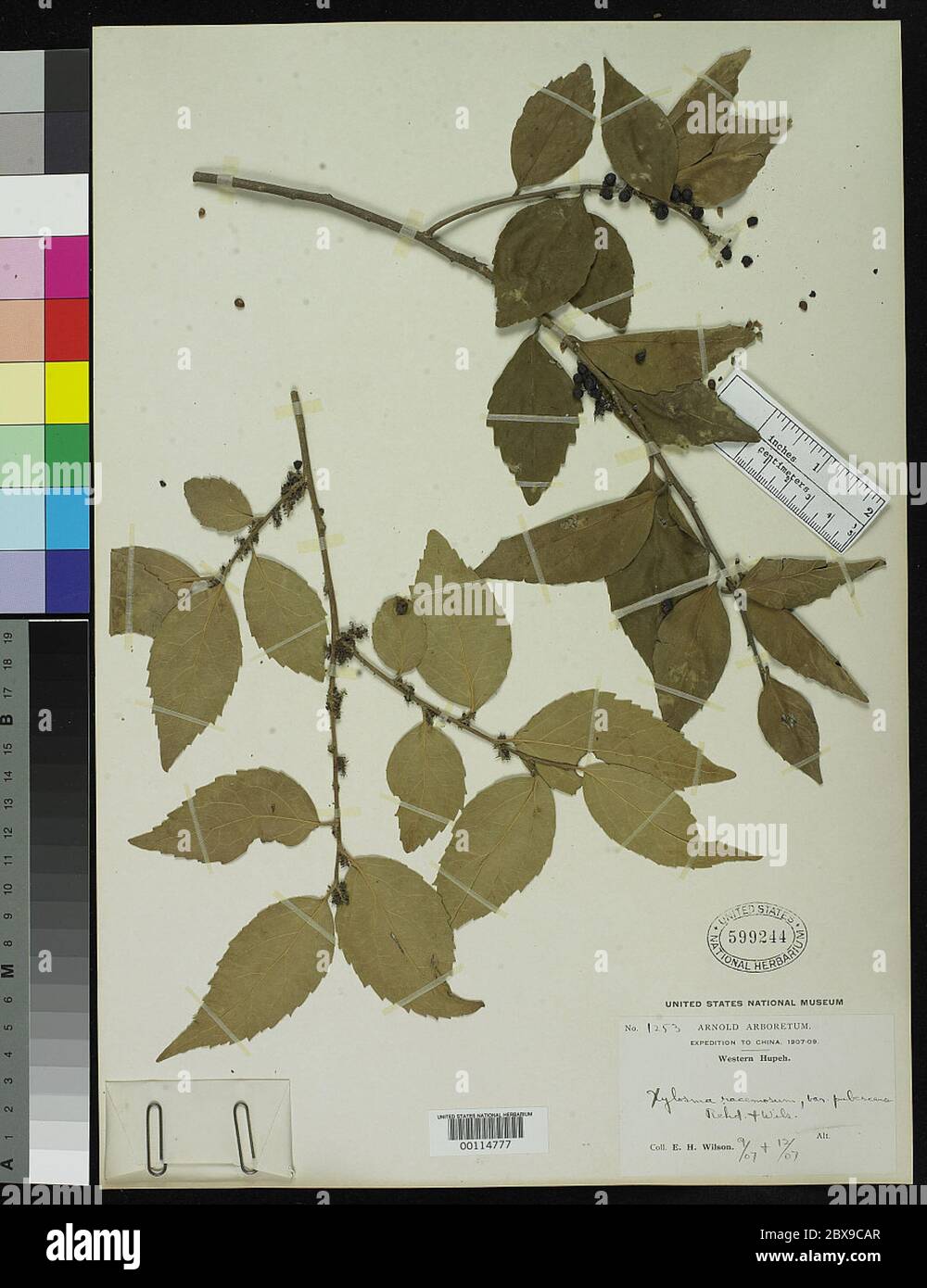Xylosma racemosum var pubescens Rehder EH Wilson in Sarg Xylosma racemosum var pubescens Rehder EH Wilson in Sarg. Stock Photo