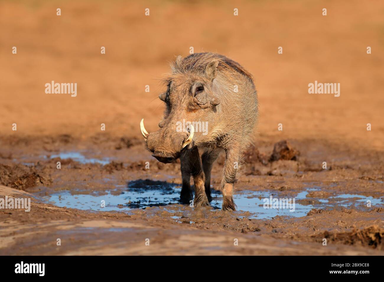 A warthog (Phacochoerus africanus) at a natural waterhole, South Africa Stock Photo