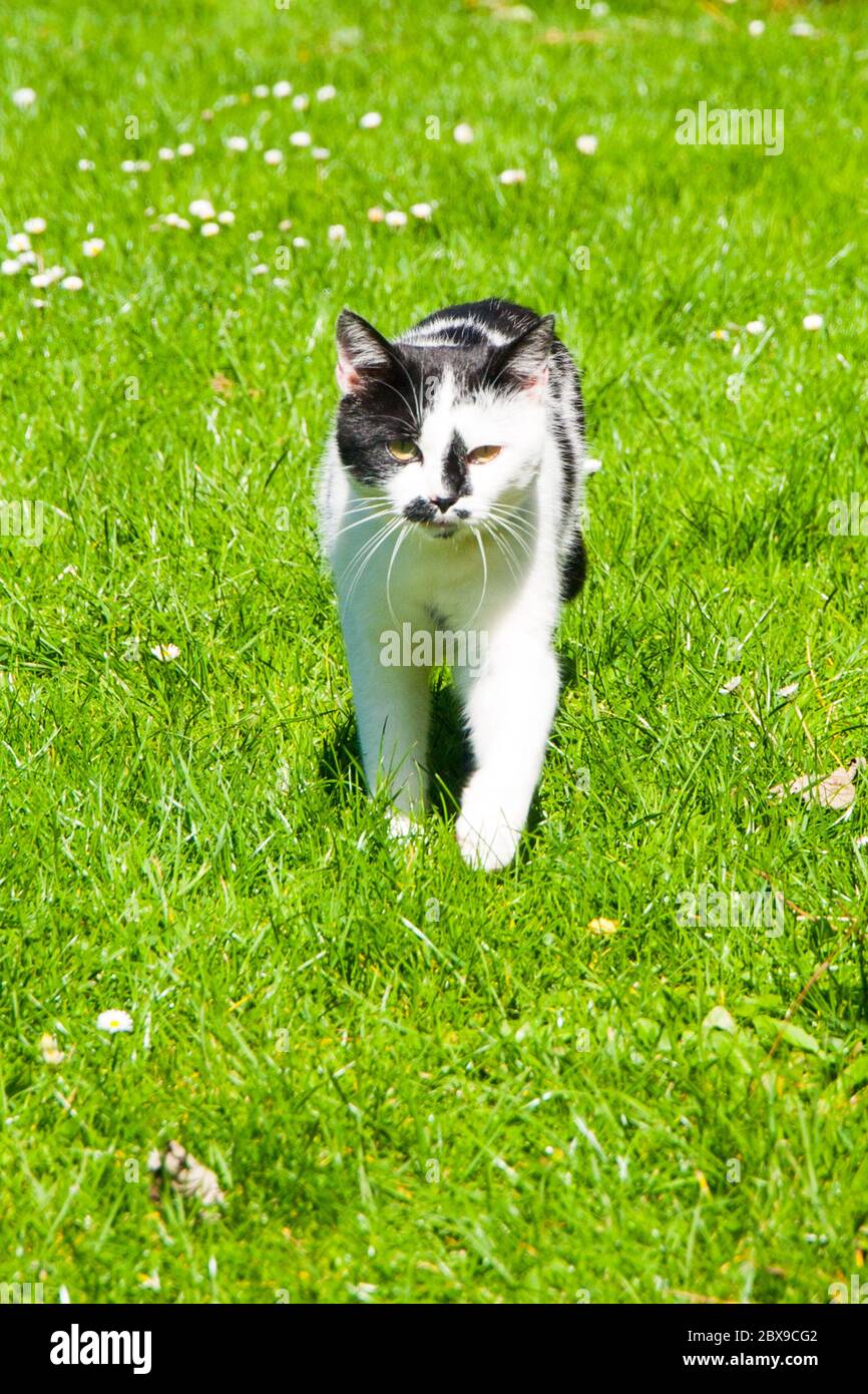 Black and white cat walks in the green grass on sunny summer day Stock ...
