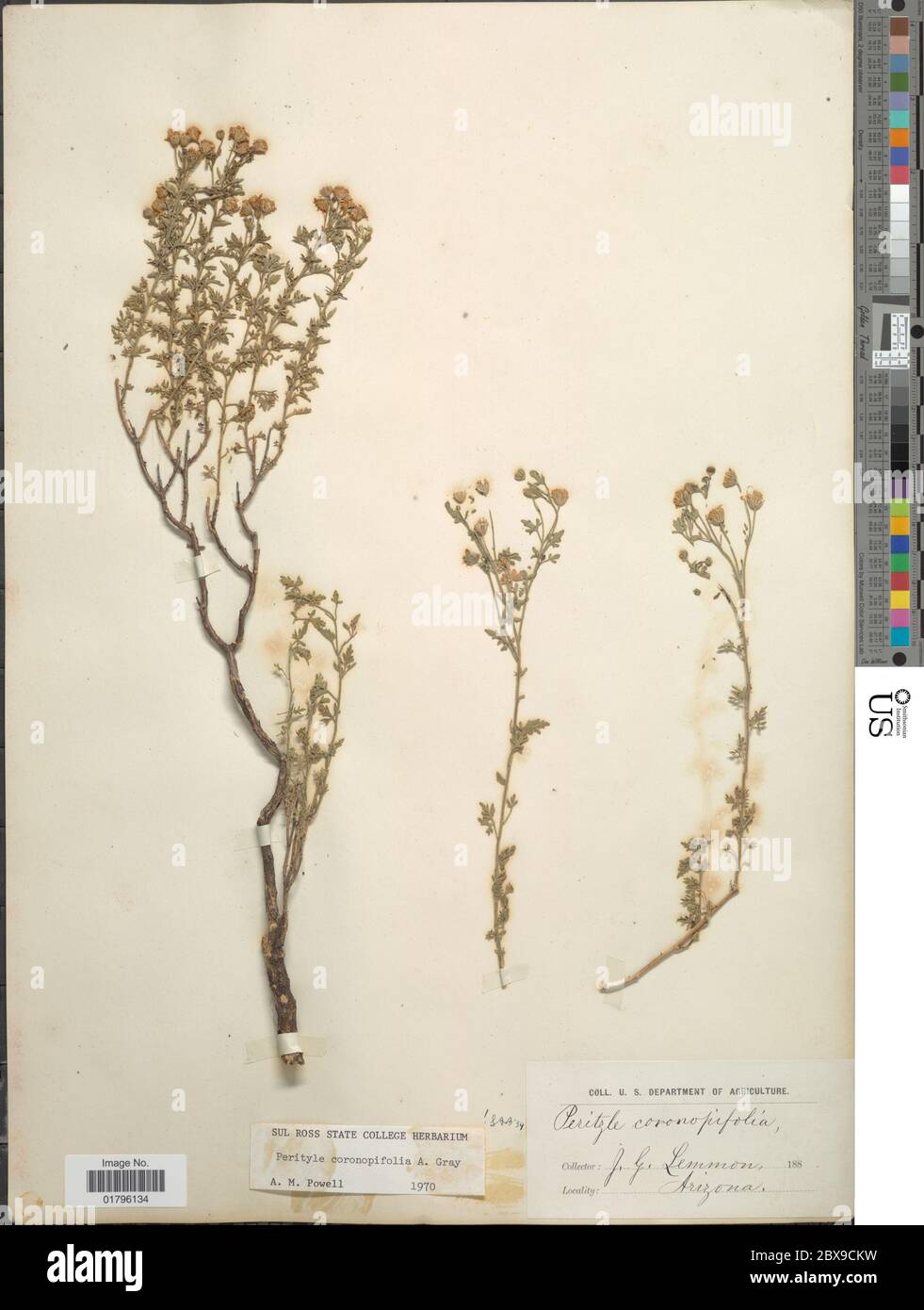 Perityle coronopifolia A Gray Perityle coronopifolia A Gray. Stock Photo