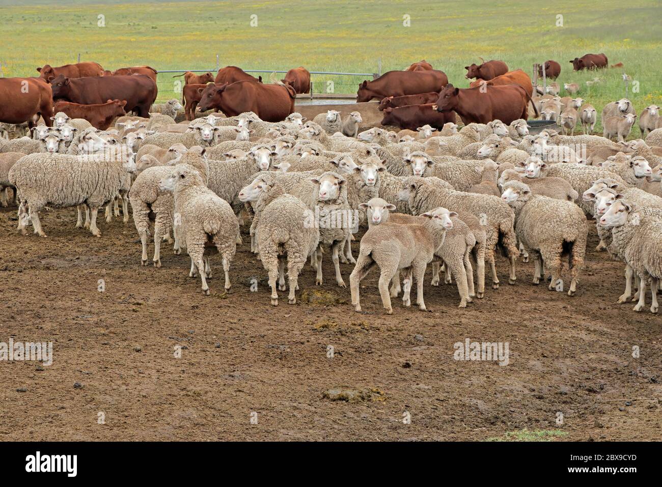 Freerange merino sheep and cattle in natural rangeland on a rural